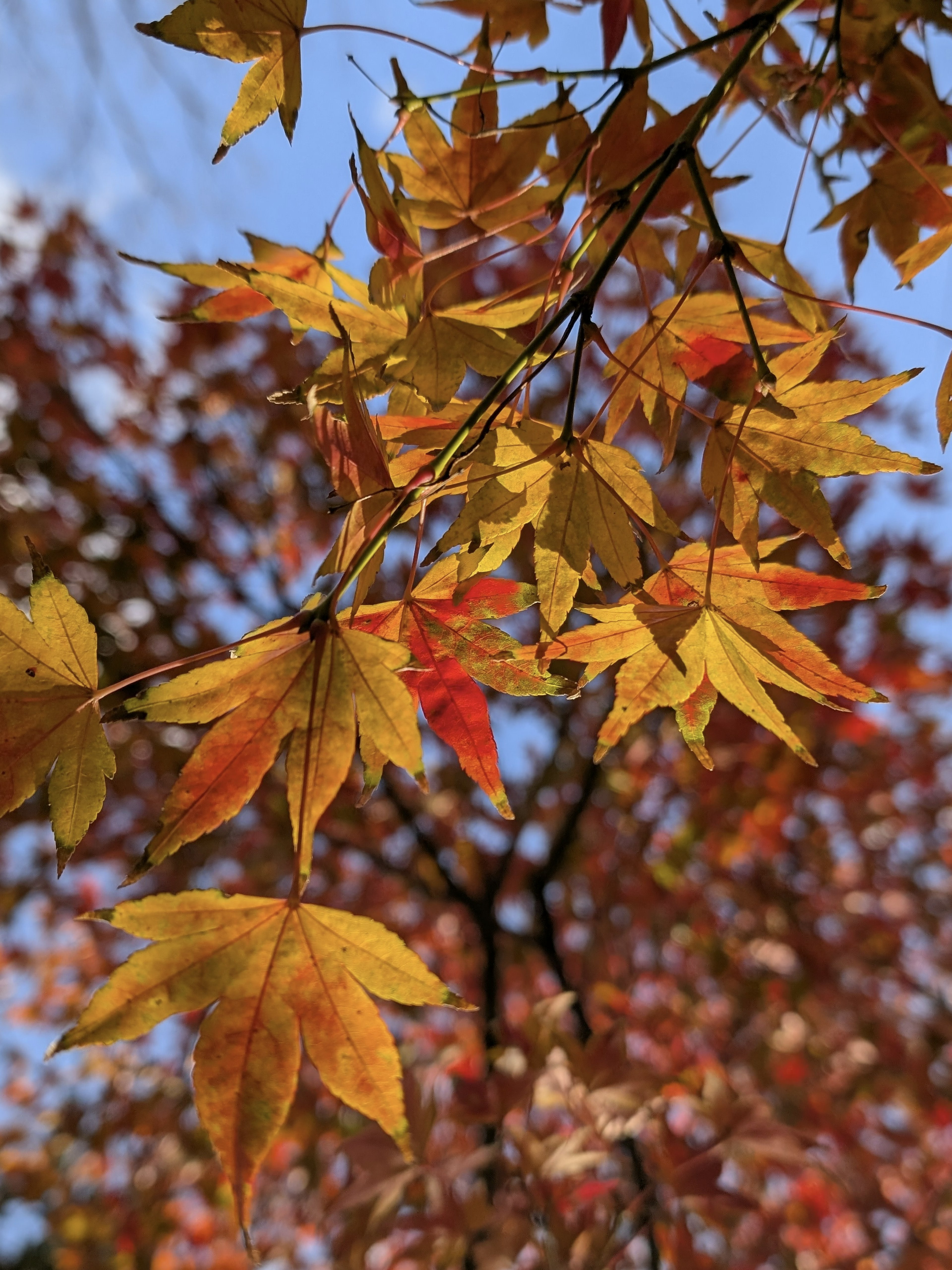 Autumn leaves in vibrant yellow and orange hues