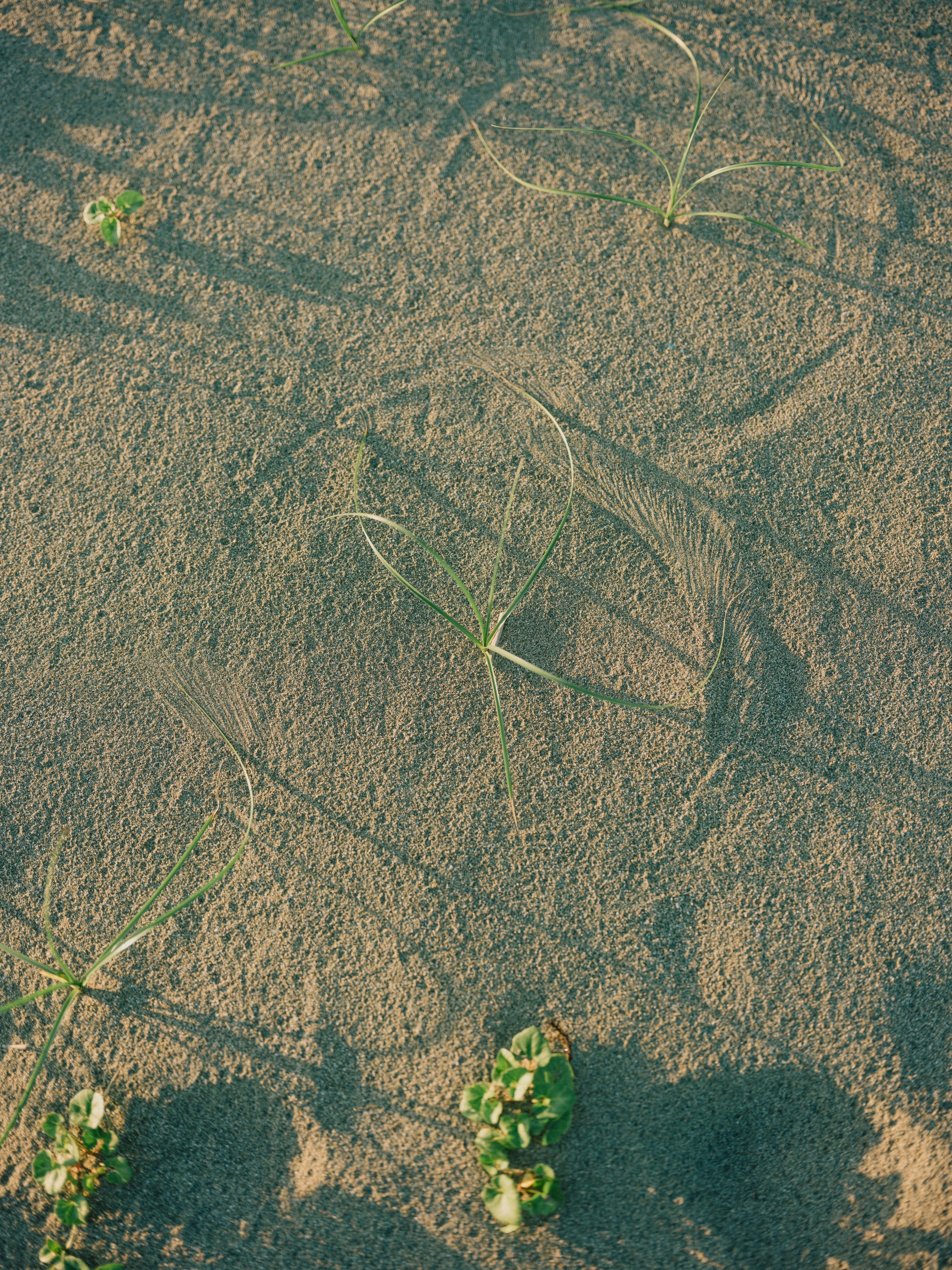 Natural patterns drawn in sand with growing grass