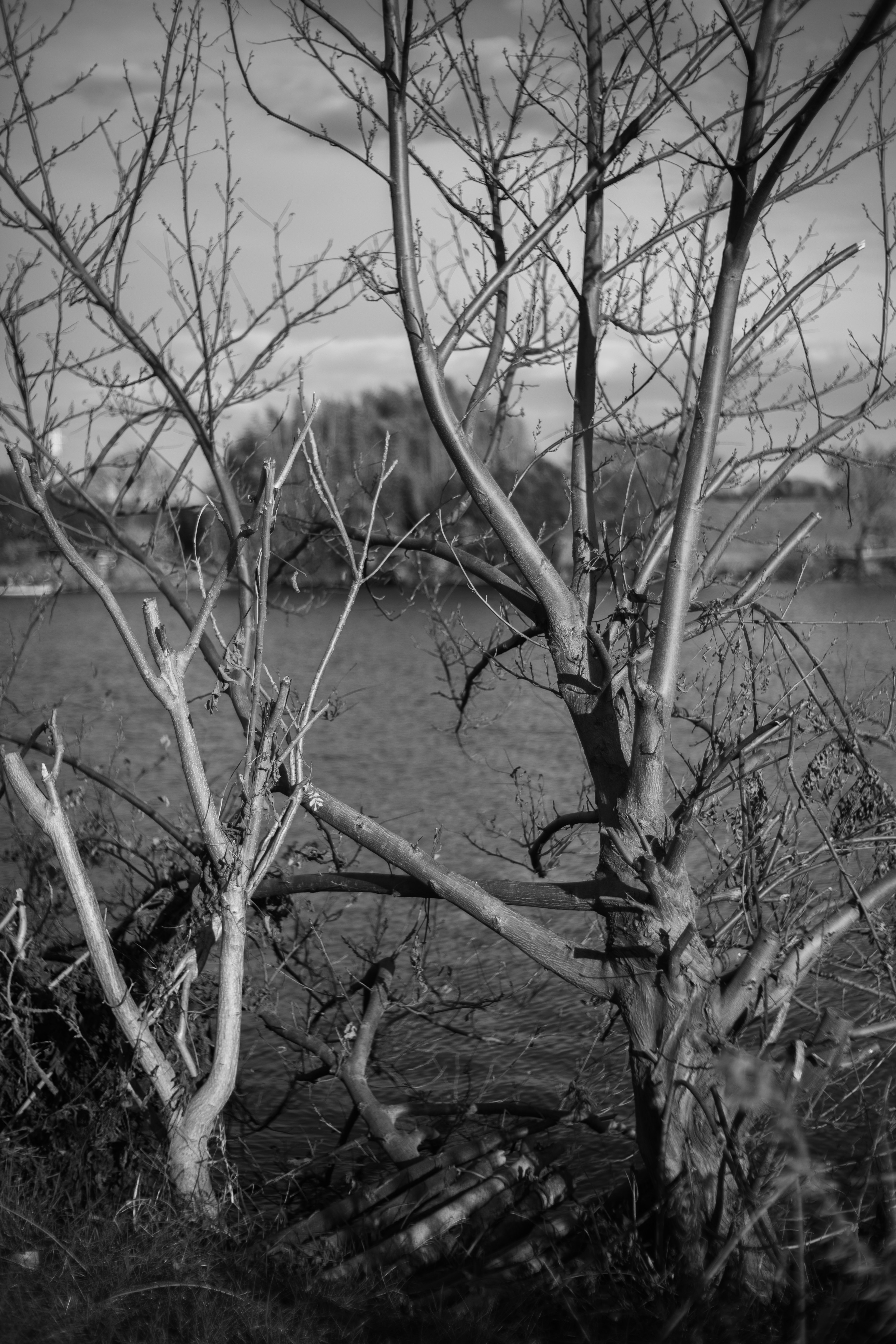 Paisaje en blanco y negro con ramas de árbol desnudas cerca de un cuerpo de agua