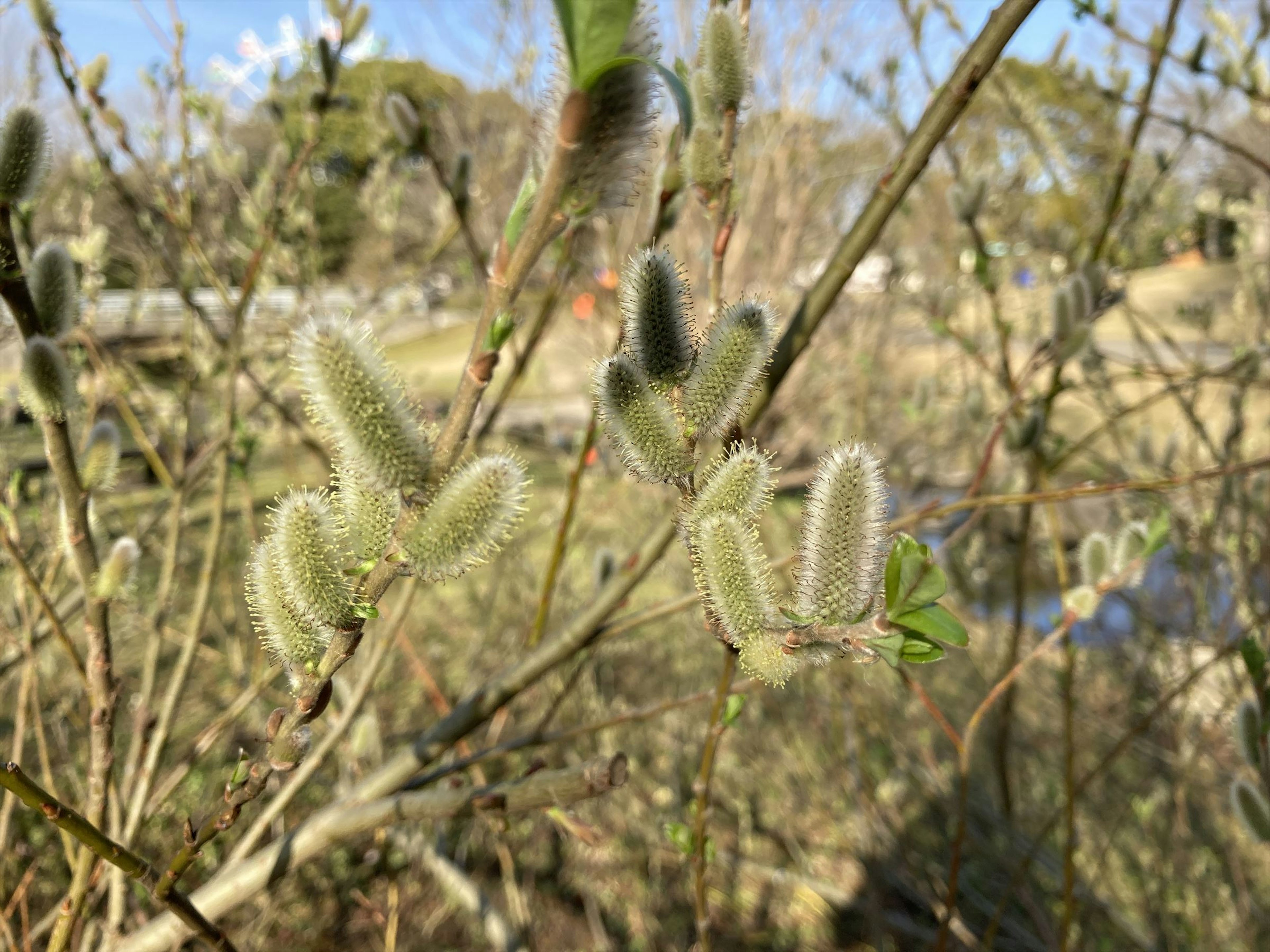 Soft furry plant buds on branches