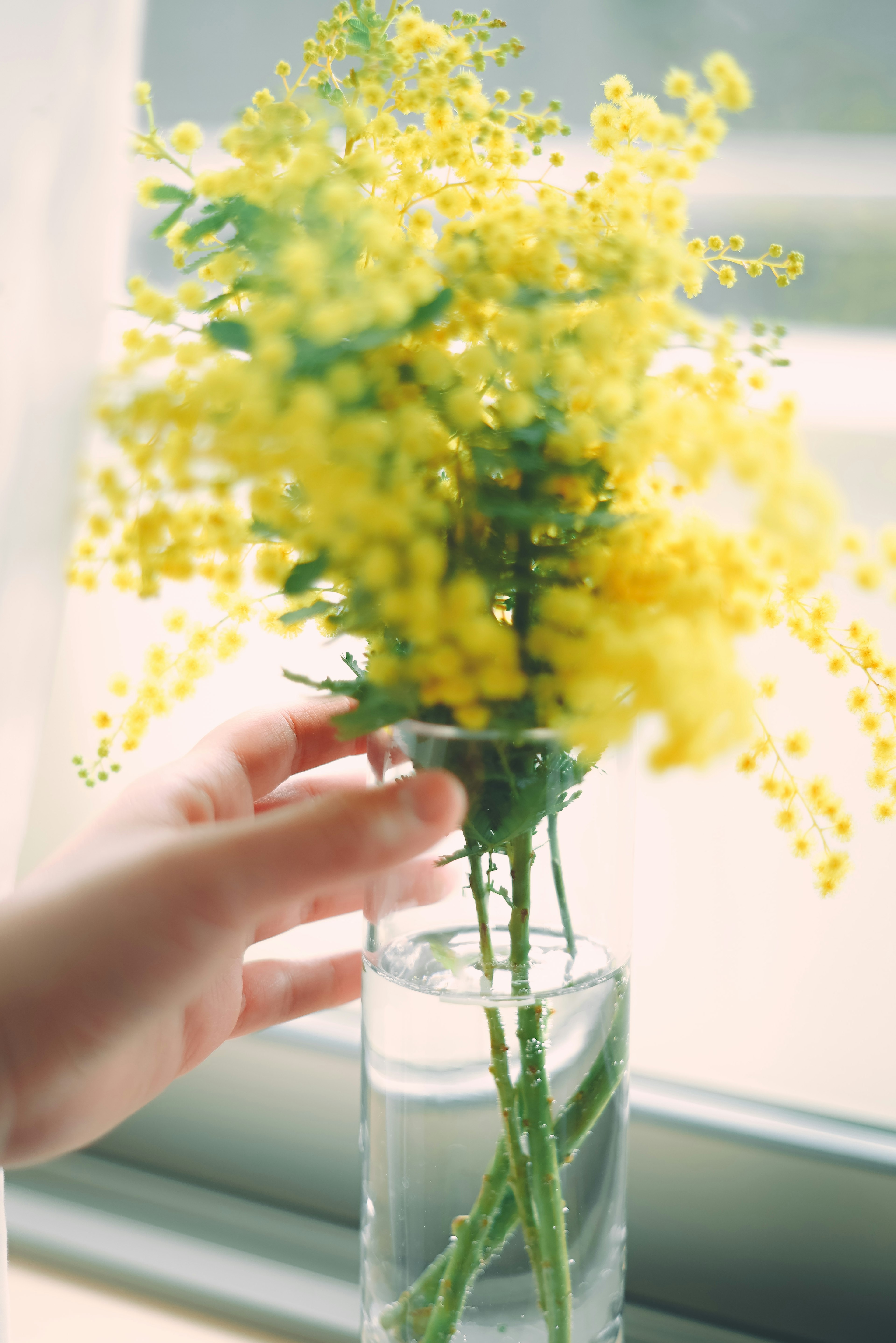 Eine Hand hält einen Strauß gelber Mimosenblüten in einer Glasvase