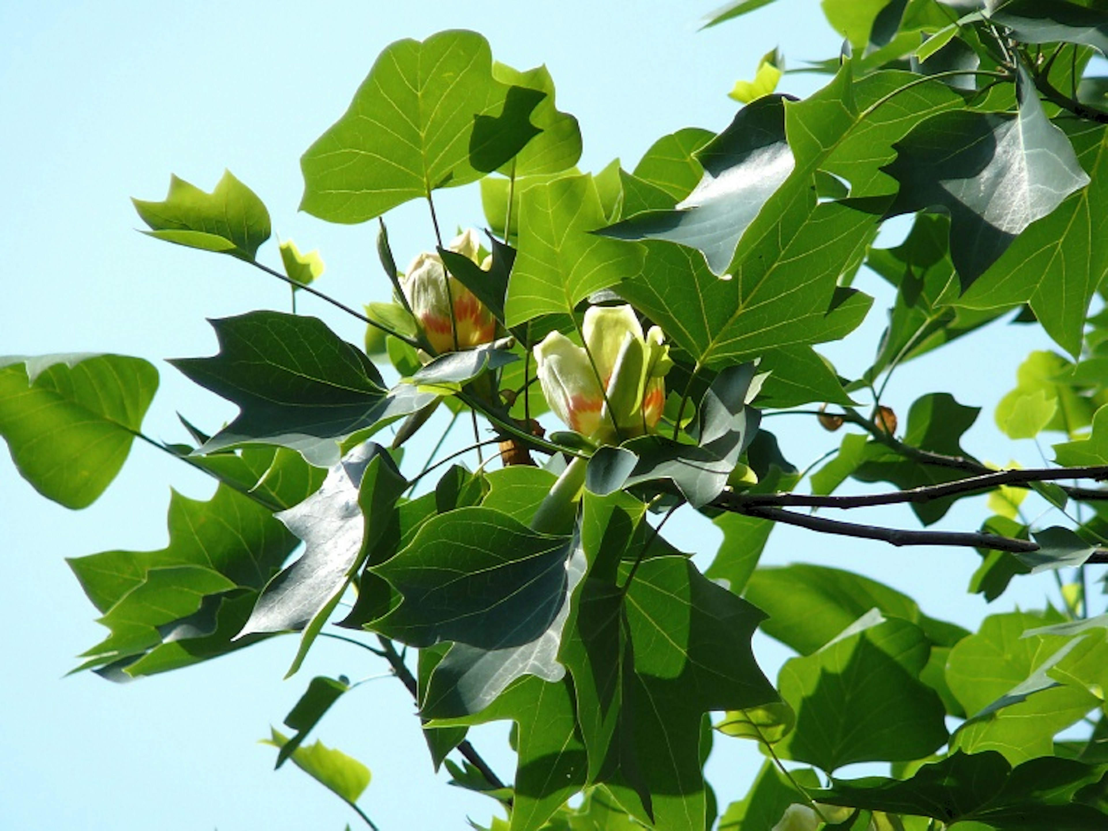 Close-up of a tree branch with green leaves and blooming flowers