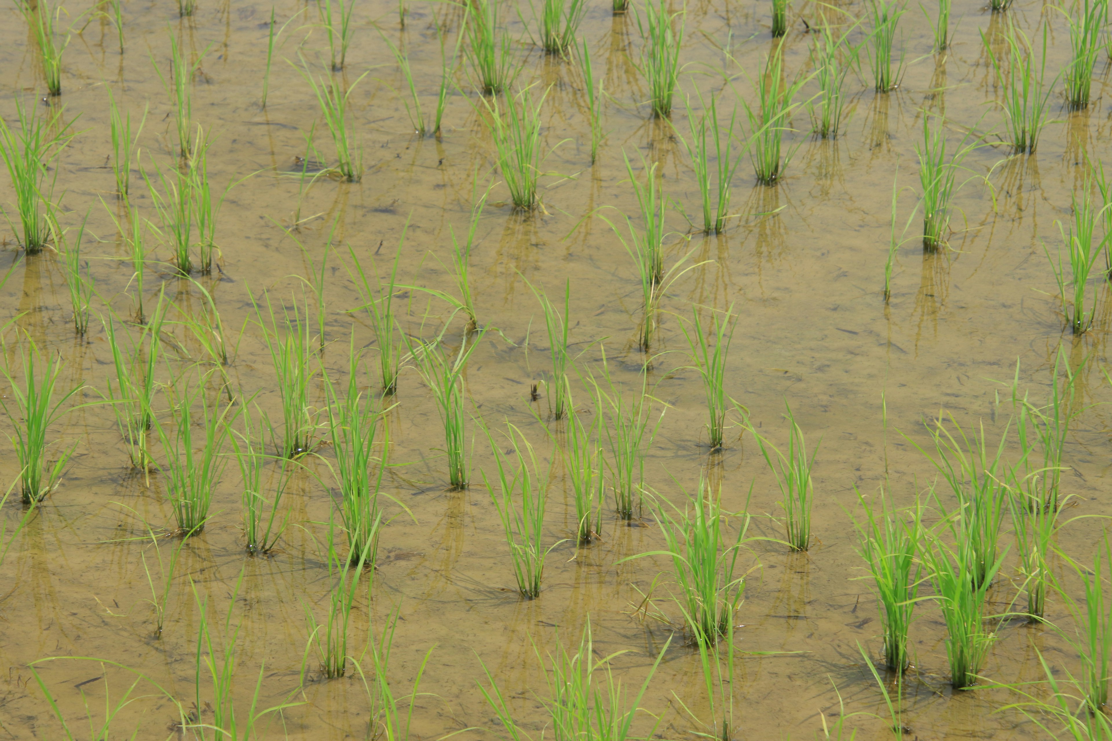 Green rice seedlings in a flooded field