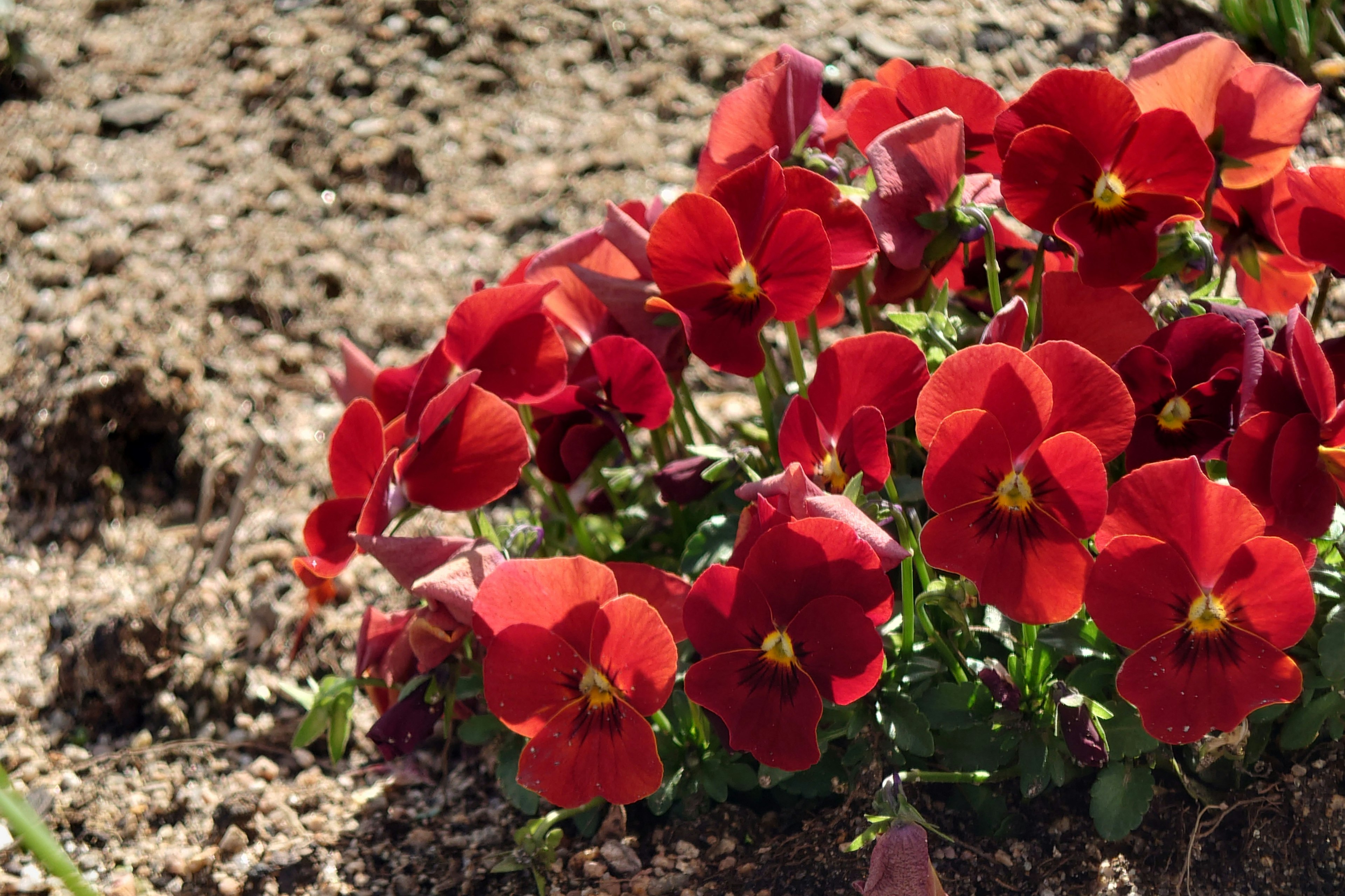 Cluster of vibrant red pansy flowers in soil