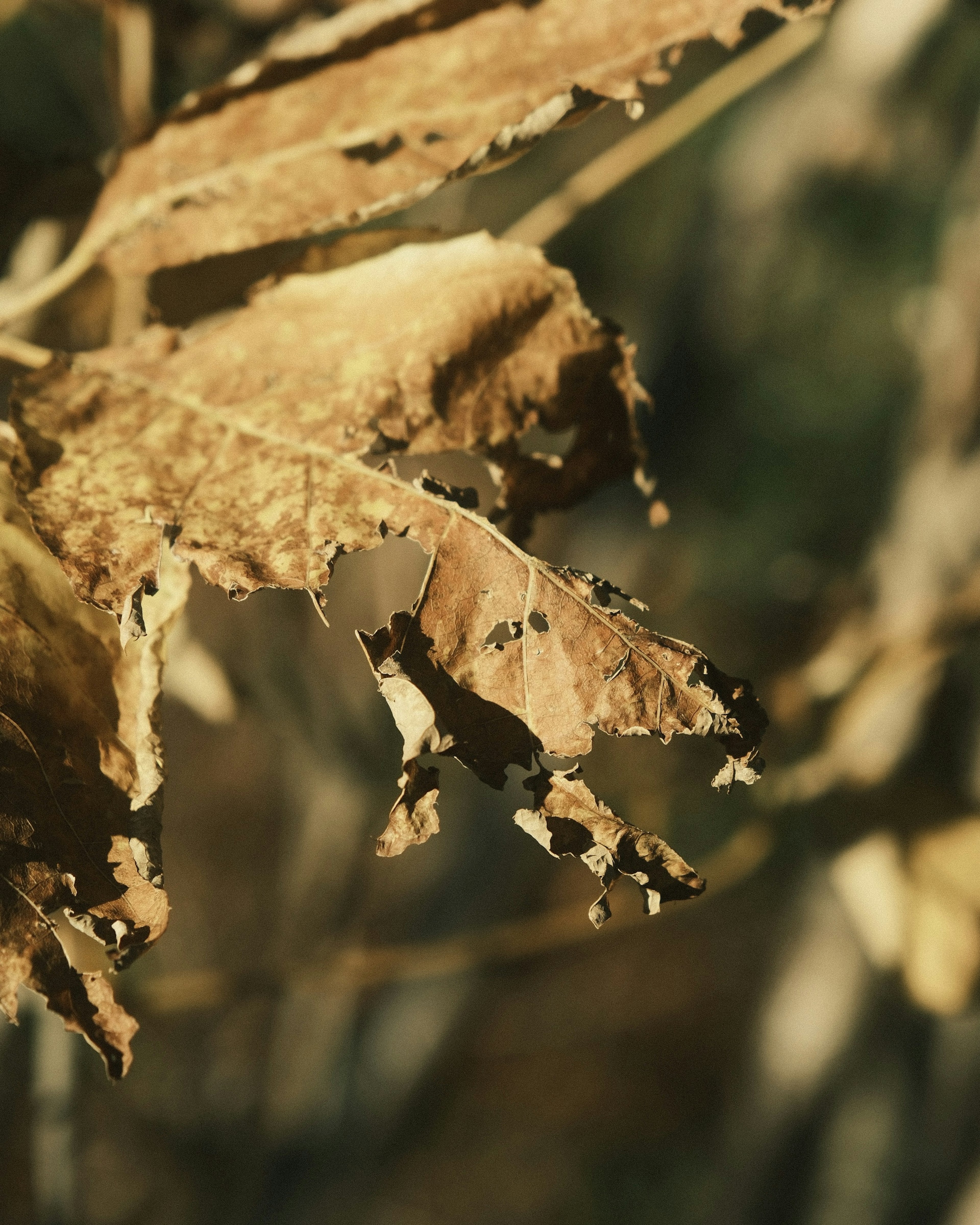 Close-up dari daun kering dengan tekstur rumit