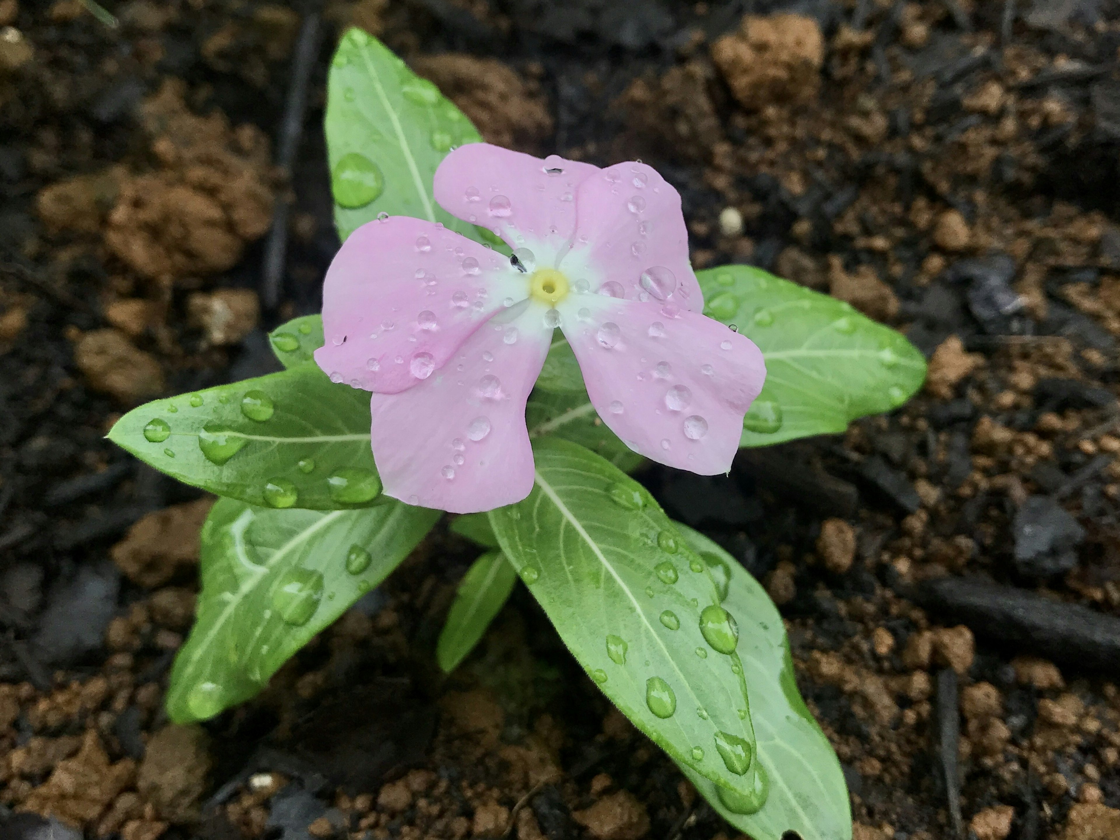 A pink flower with water droplets and green leaves on dark soil