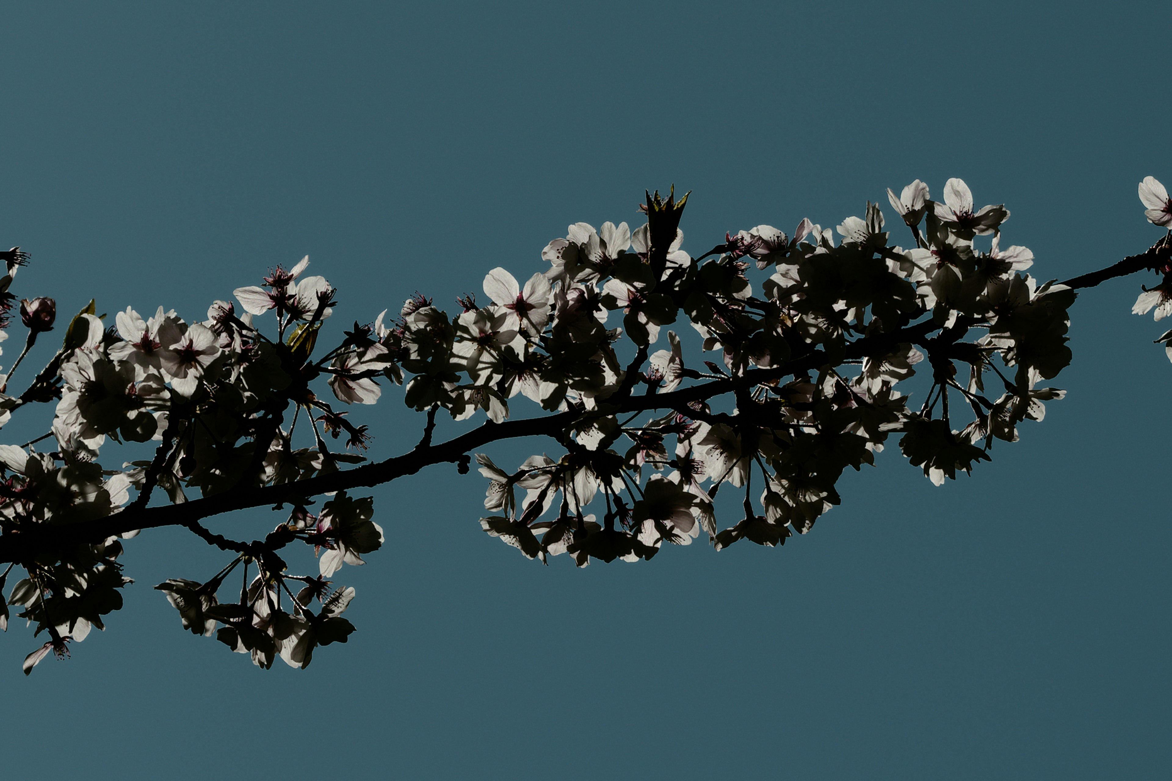 Cherry blossom branch against a blue sky