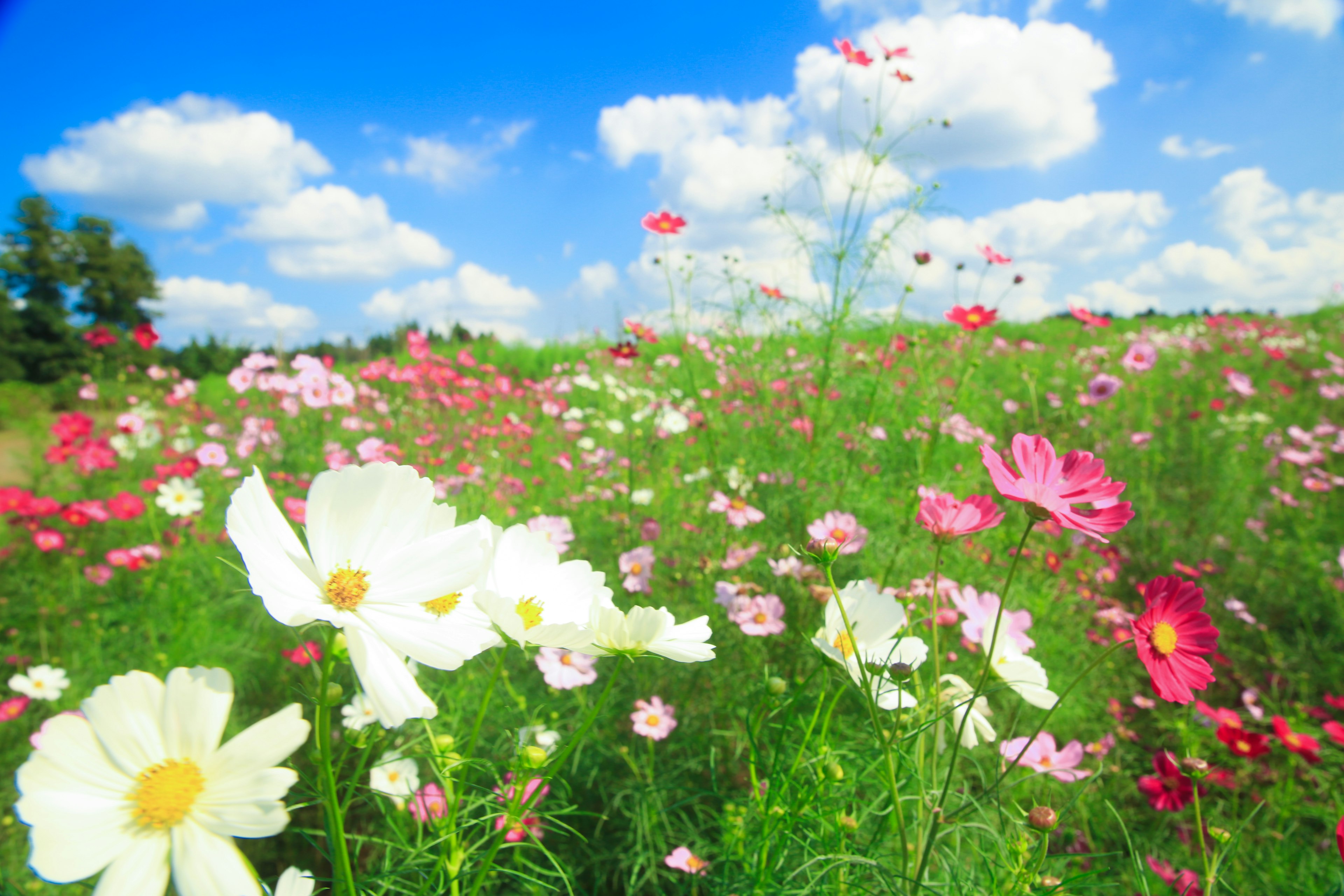 青空の下に咲く色とりどりの花々の広がり