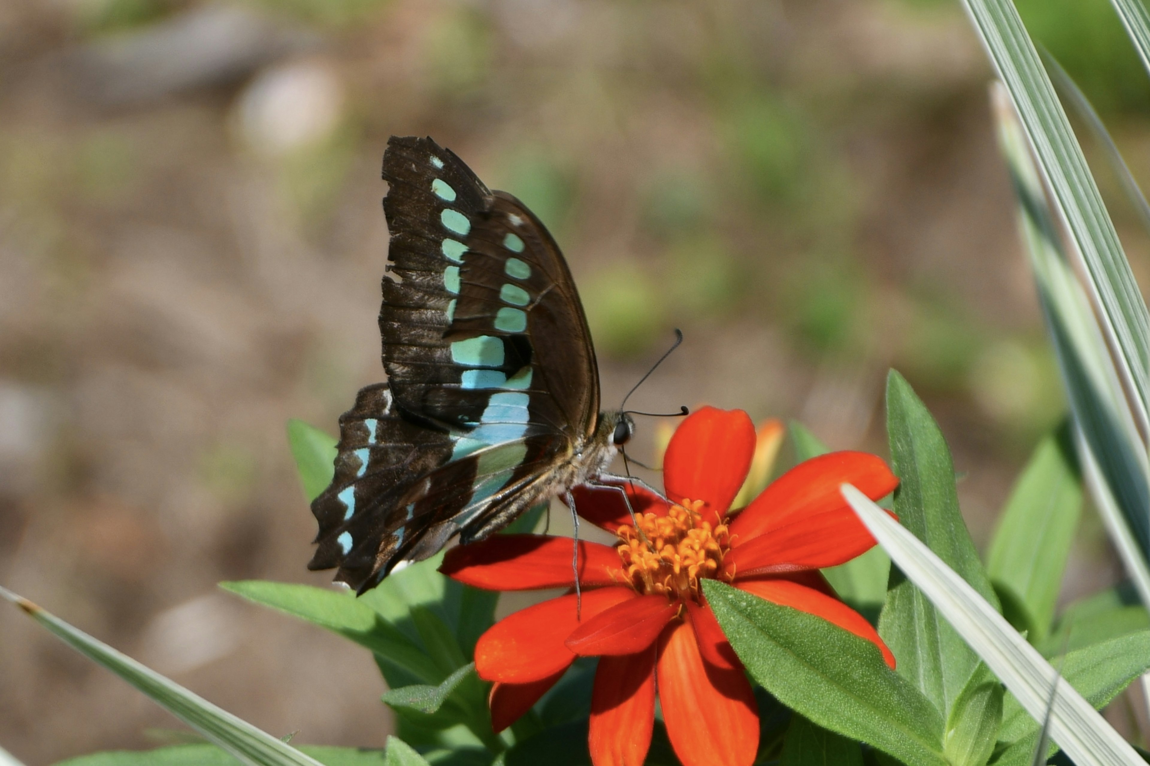 黒い羽に青い斑点の蝶がオレンジ色の花で蜜を吸っている