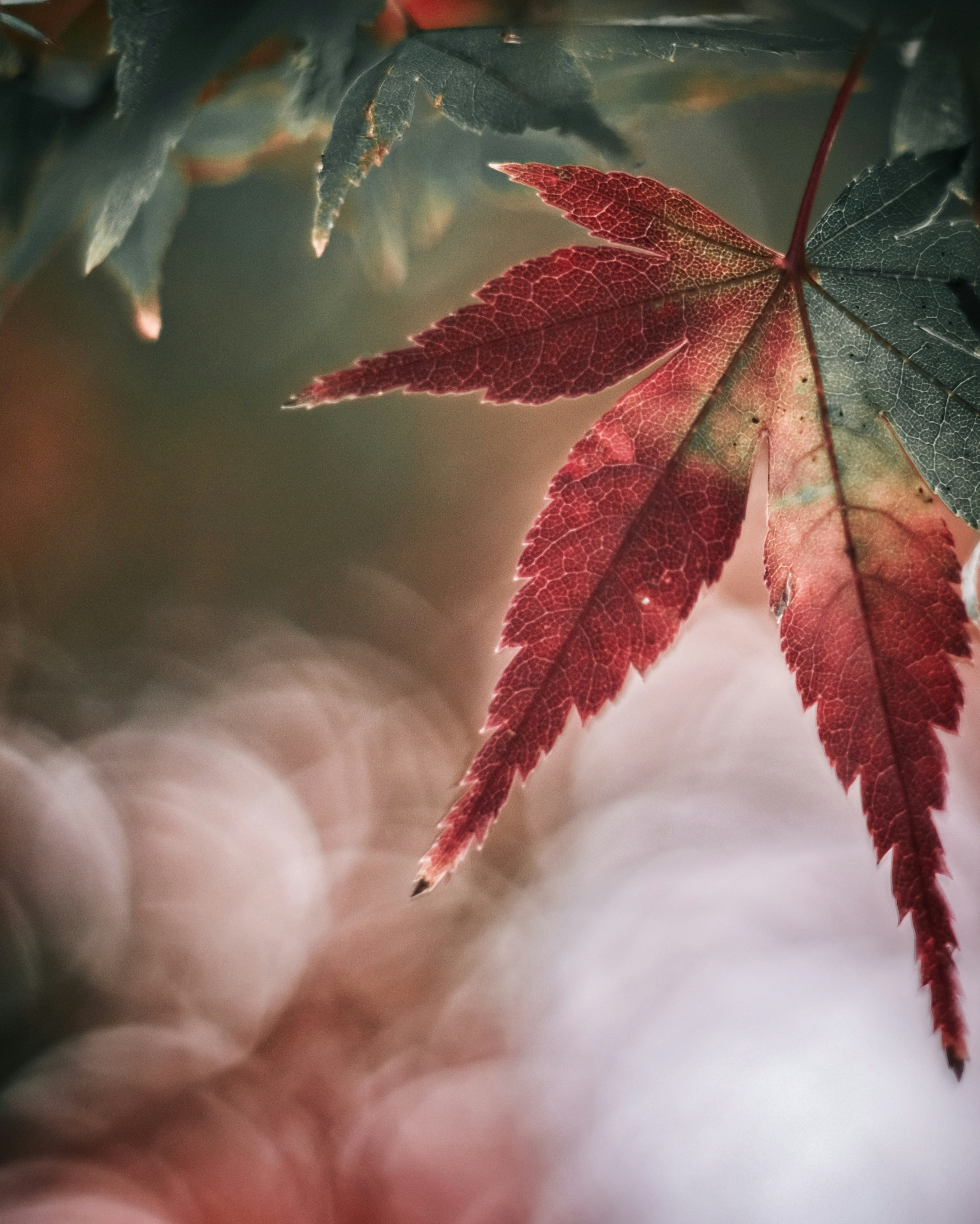 A red maple leaf stands out against a blurred background