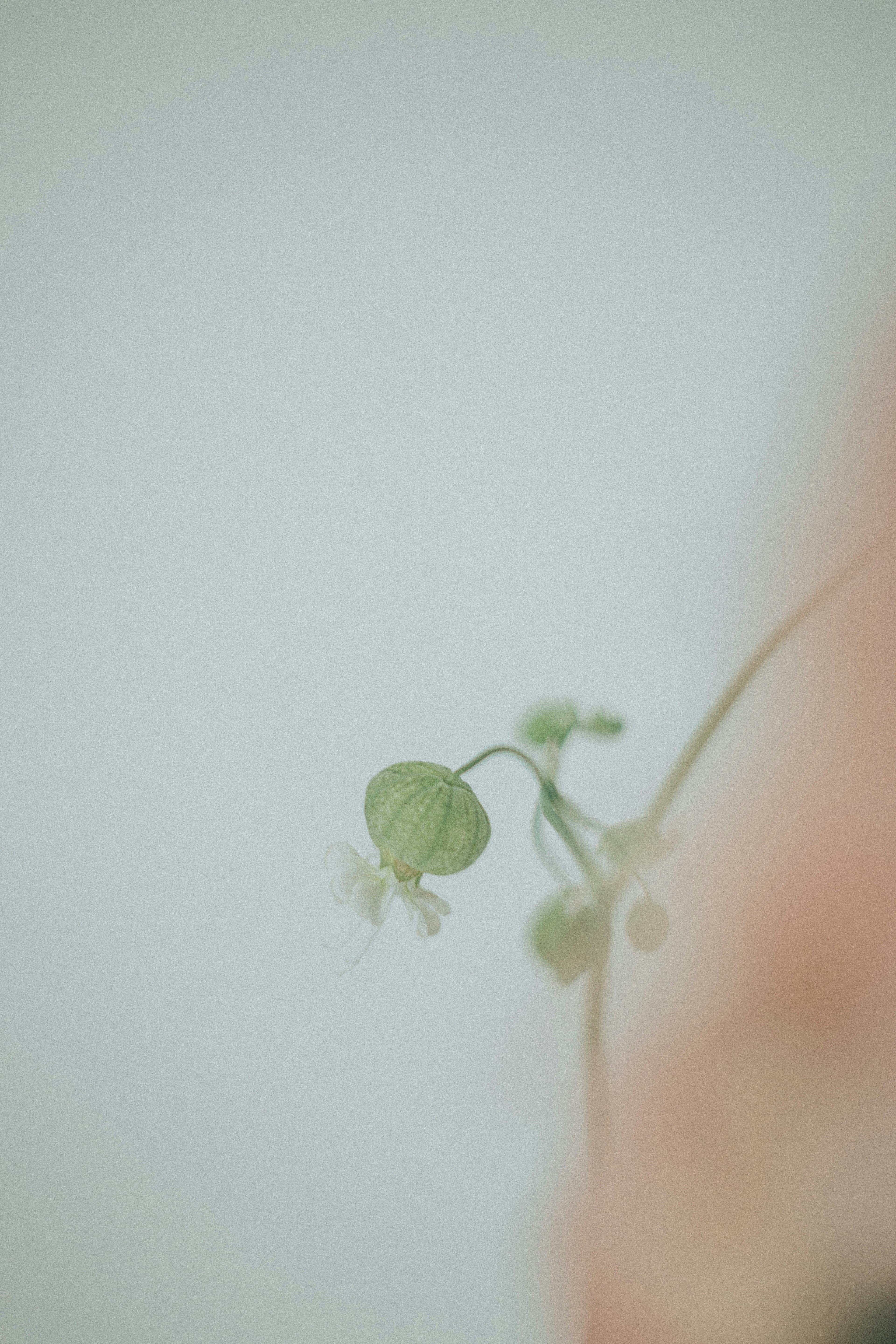 Nahaufnahme eines kleinen grünen Blattes und einer weißen Blume vor einem sanften Hintergrund