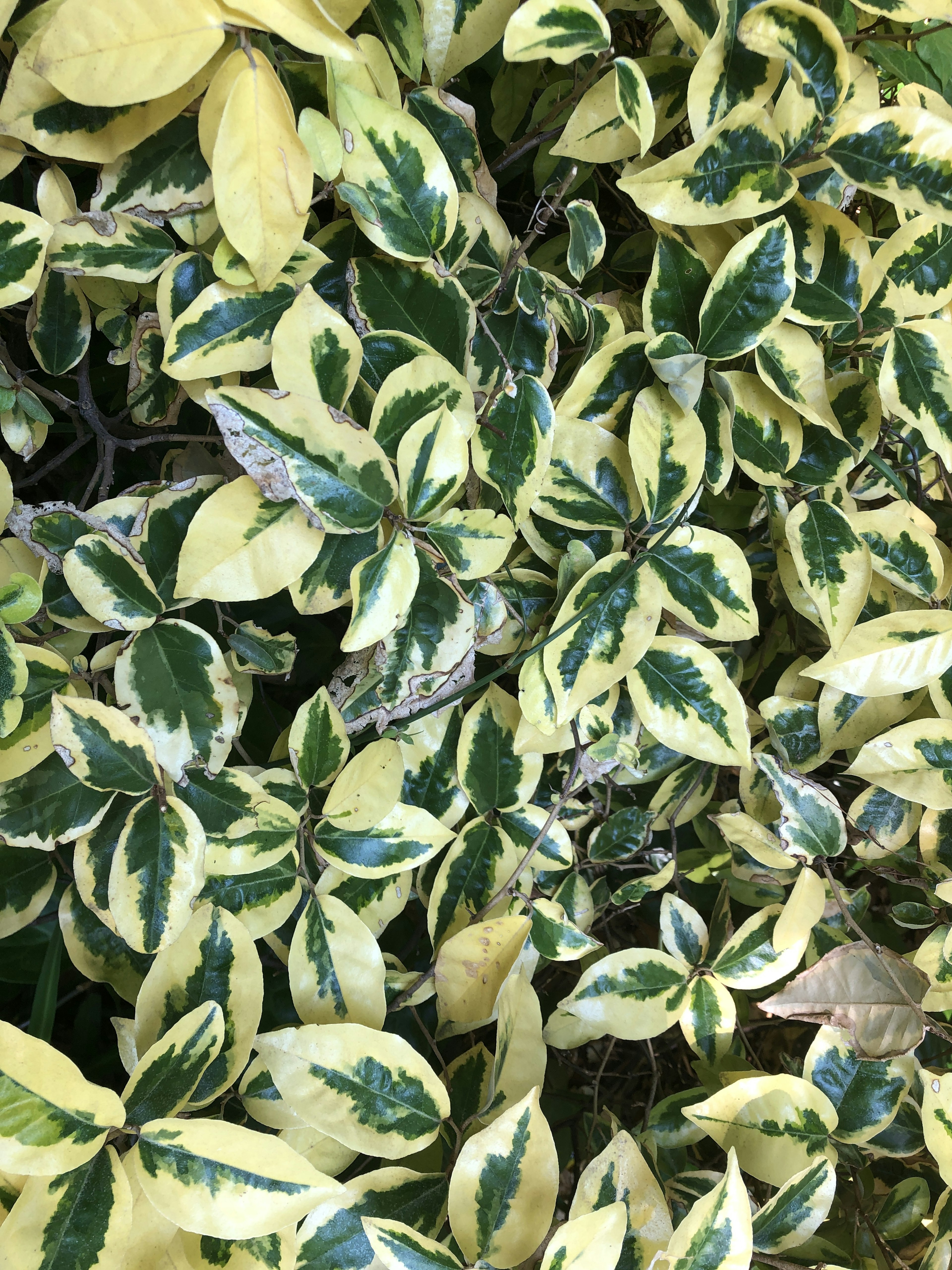 Close-up of leaves with green and cream variegated patterns