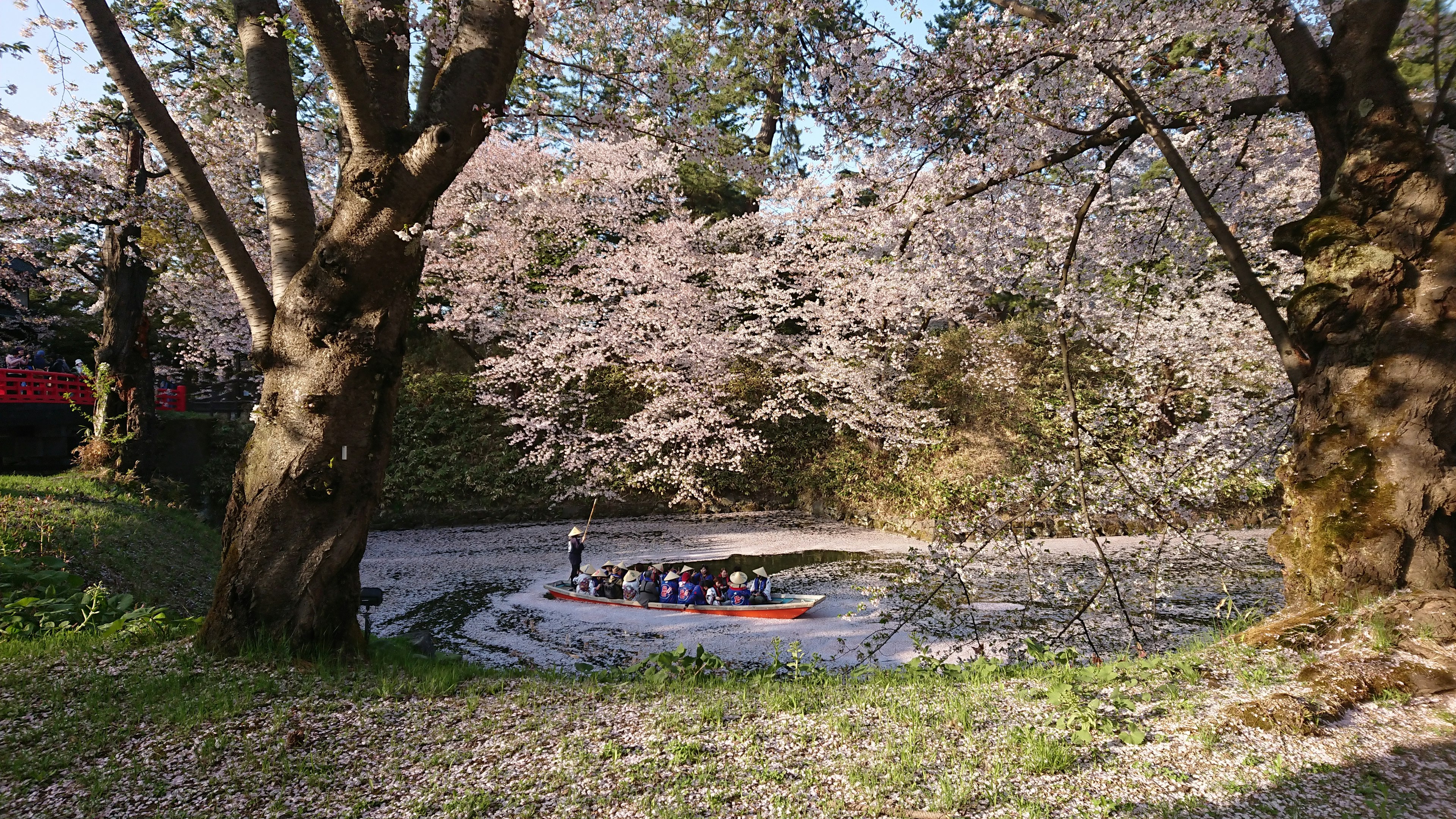 桜の木の下でボートに乗る人々が見える静かな風景