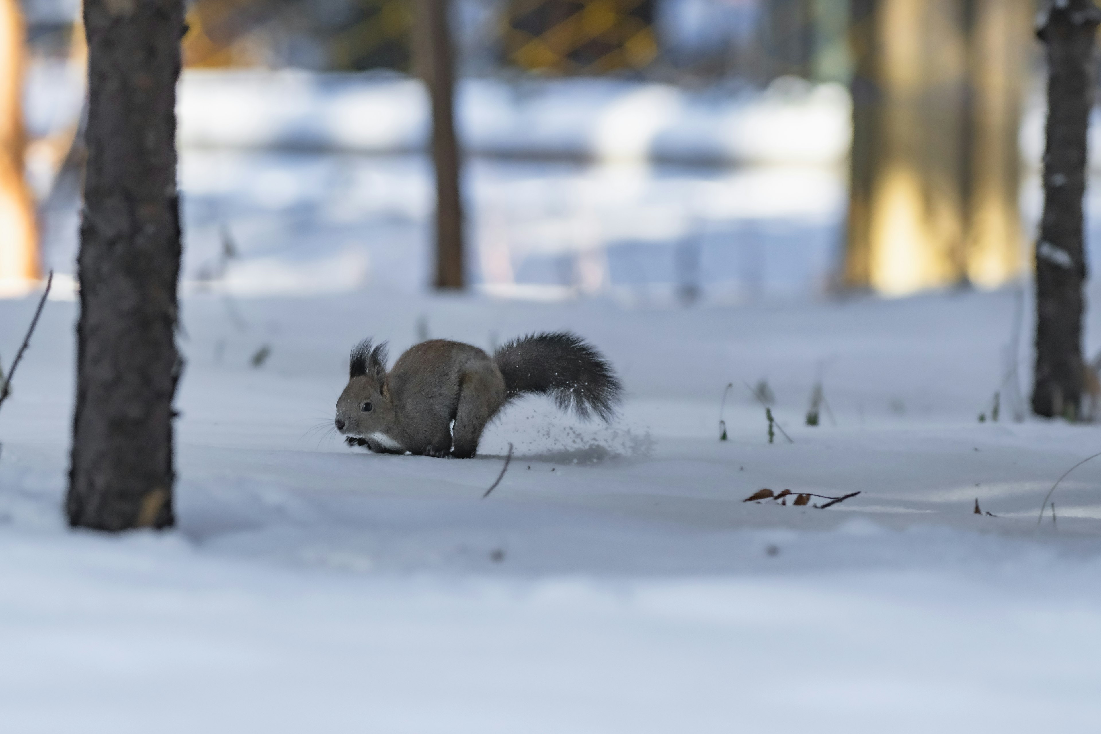 Eichhörnchen läuft durch den Schnee mit Bäumen im Hintergrund