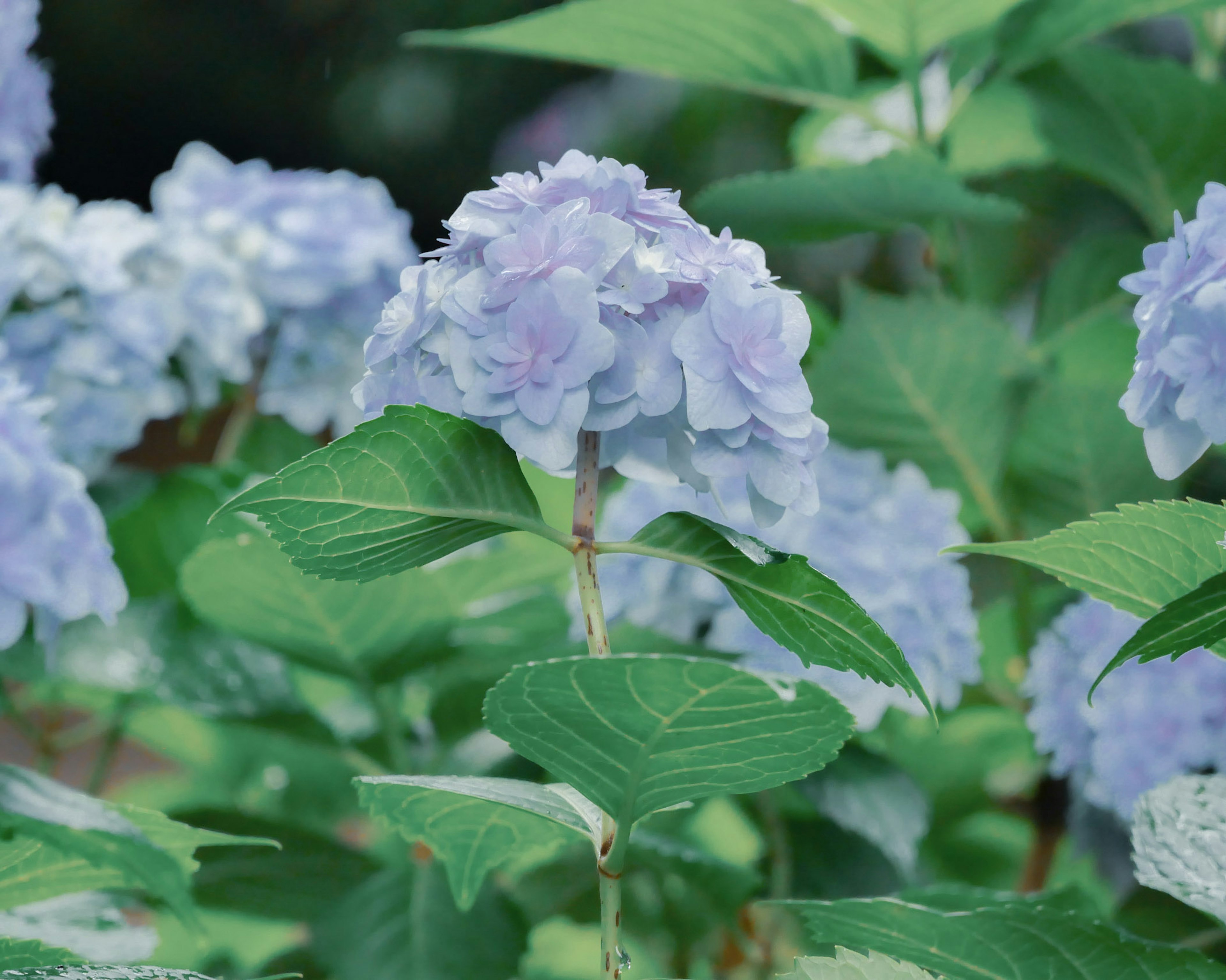 Pemandangan taman yang indah dengan bunga hydrangea biru-ungu dan daun hijau