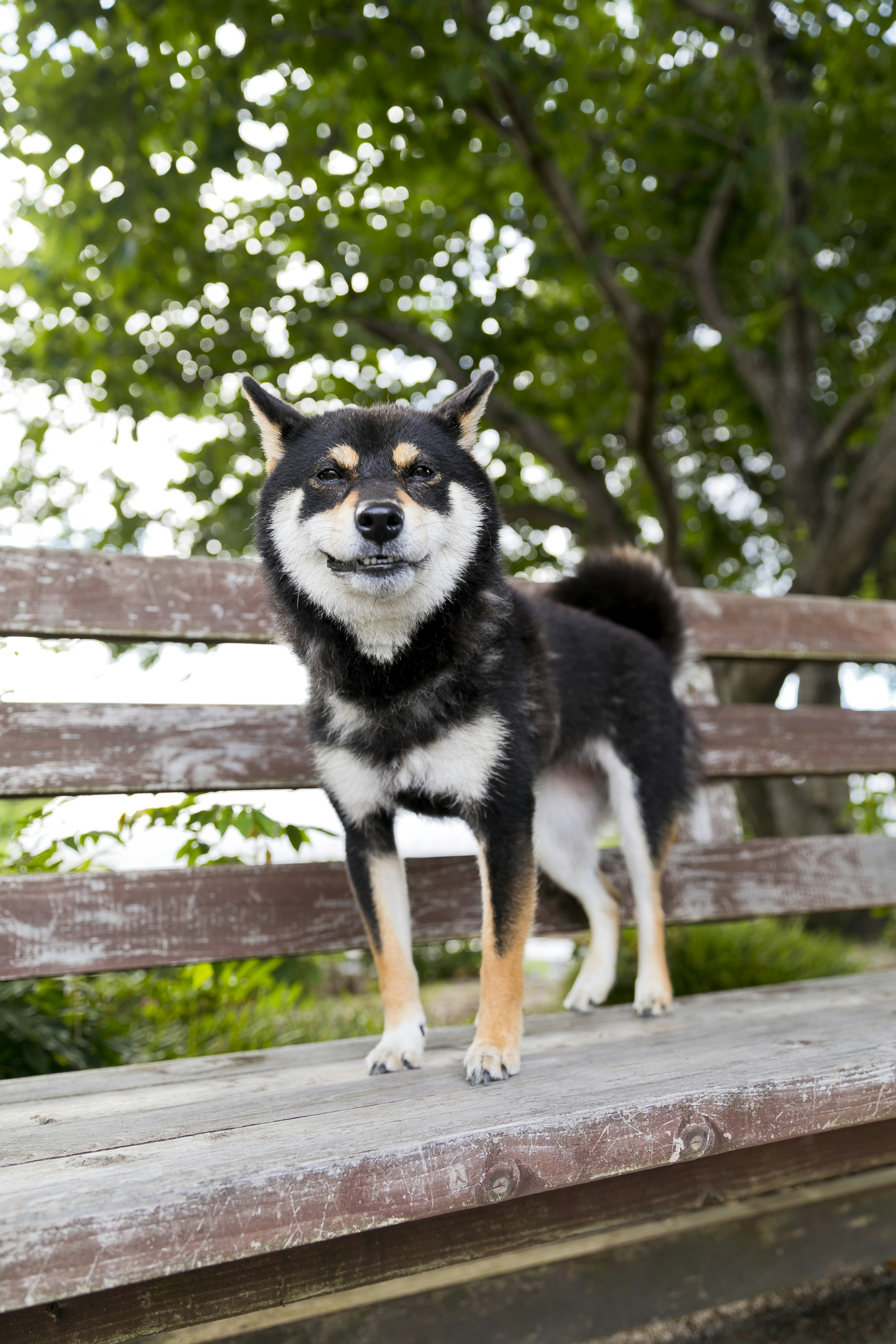 Chien Shiba Inu au pelage noir se tenant sur un banc