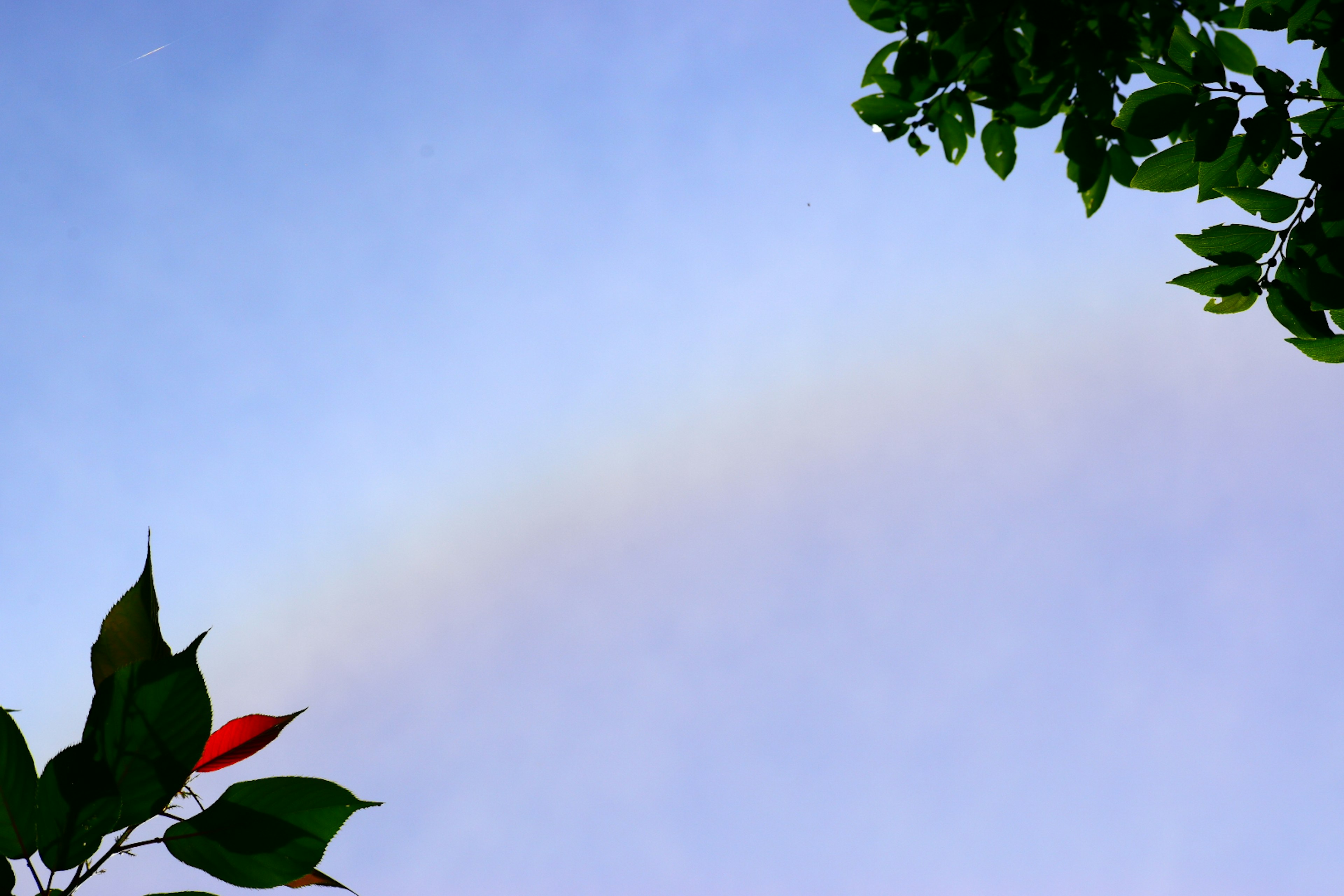 Arc-en-ciel pâle traversant un ciel bleu avec des feuilles vertes