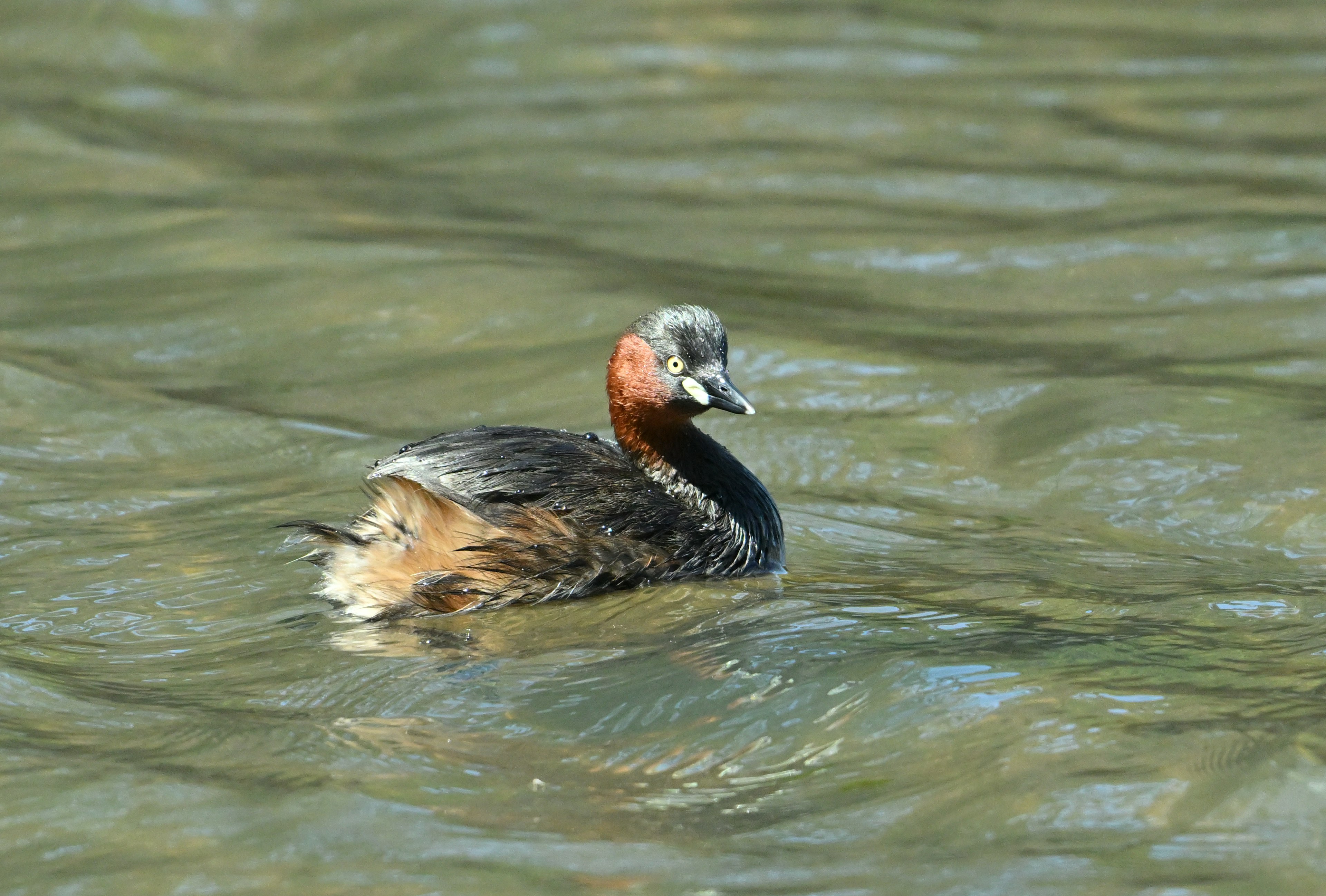 Seekor grebe mengapung di atas air dengan leher merah yang khas dan tubuh gelap