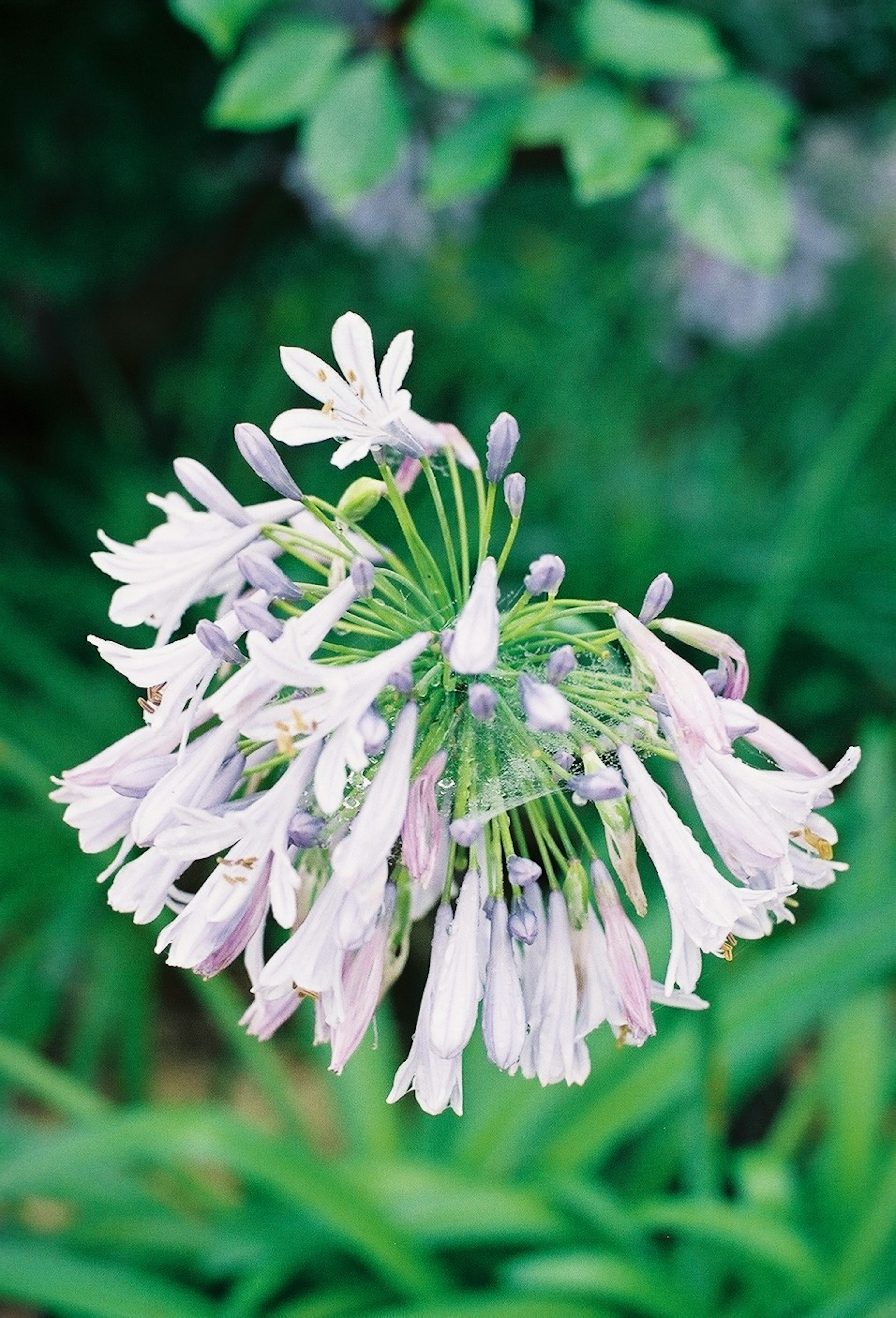 薄紫色の花が集まった花束のような植物