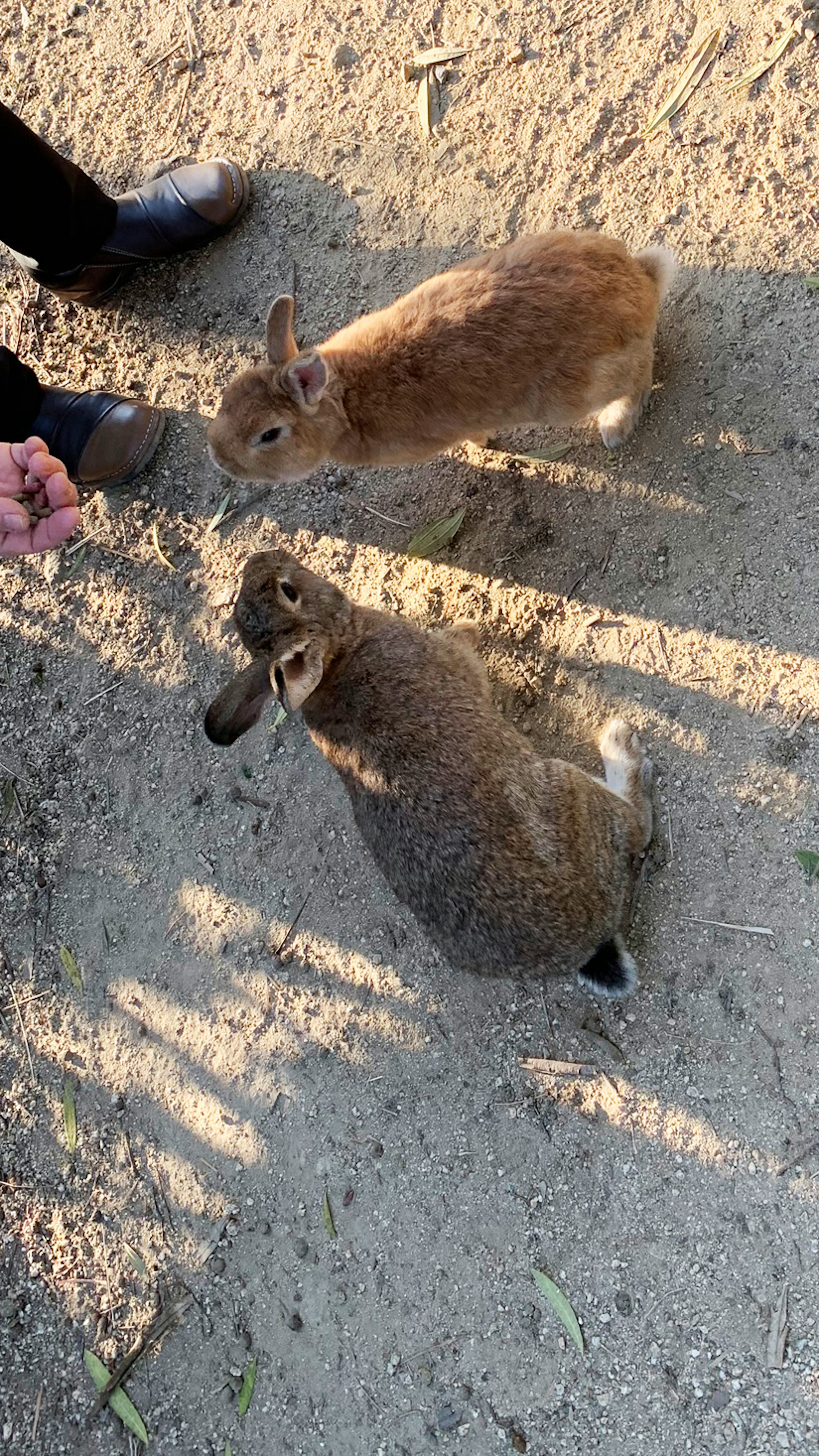 Two rabbits approaching a person's hand for food on a sandy surface