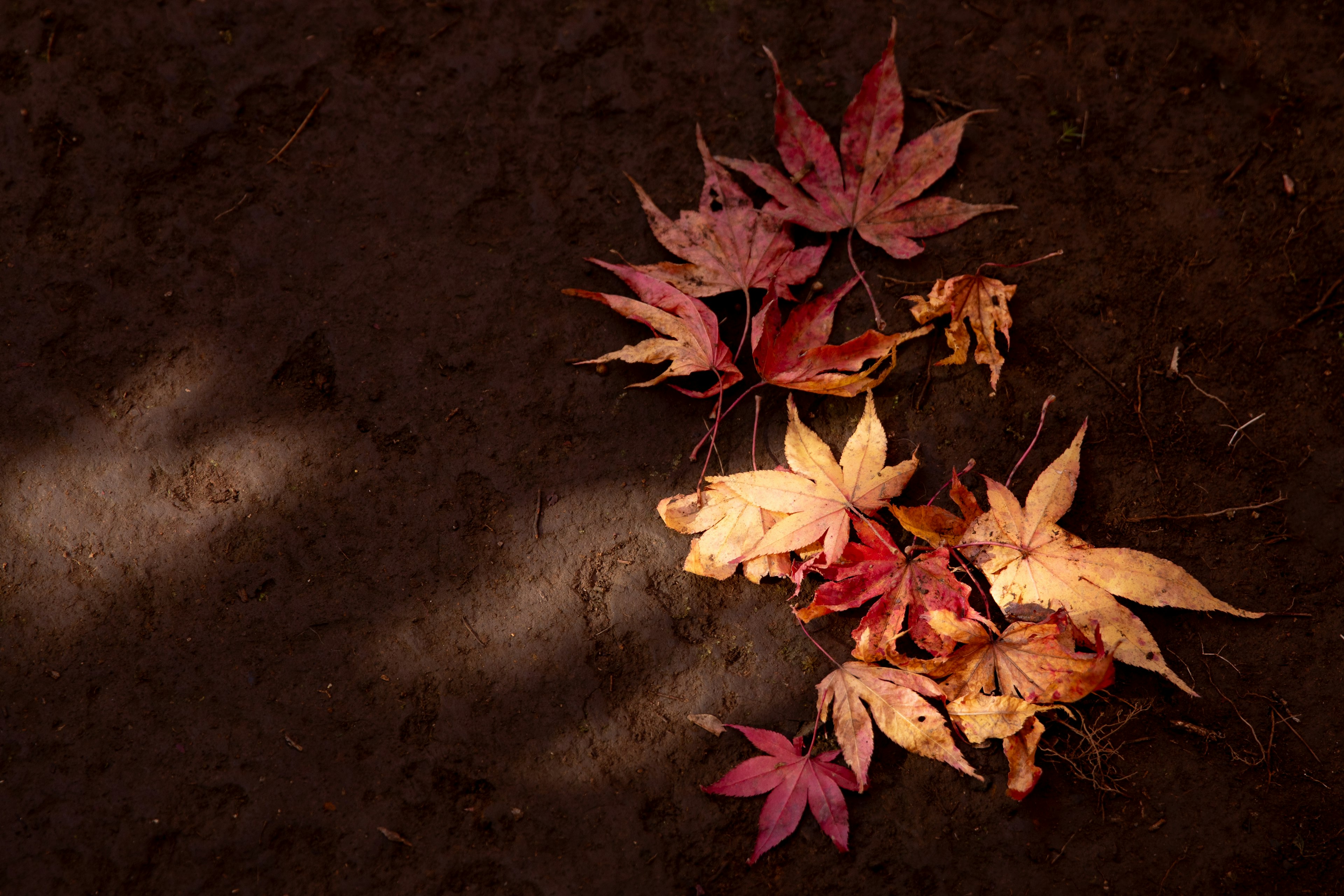 赤や黄色の紅葉が地面に落ちている様子