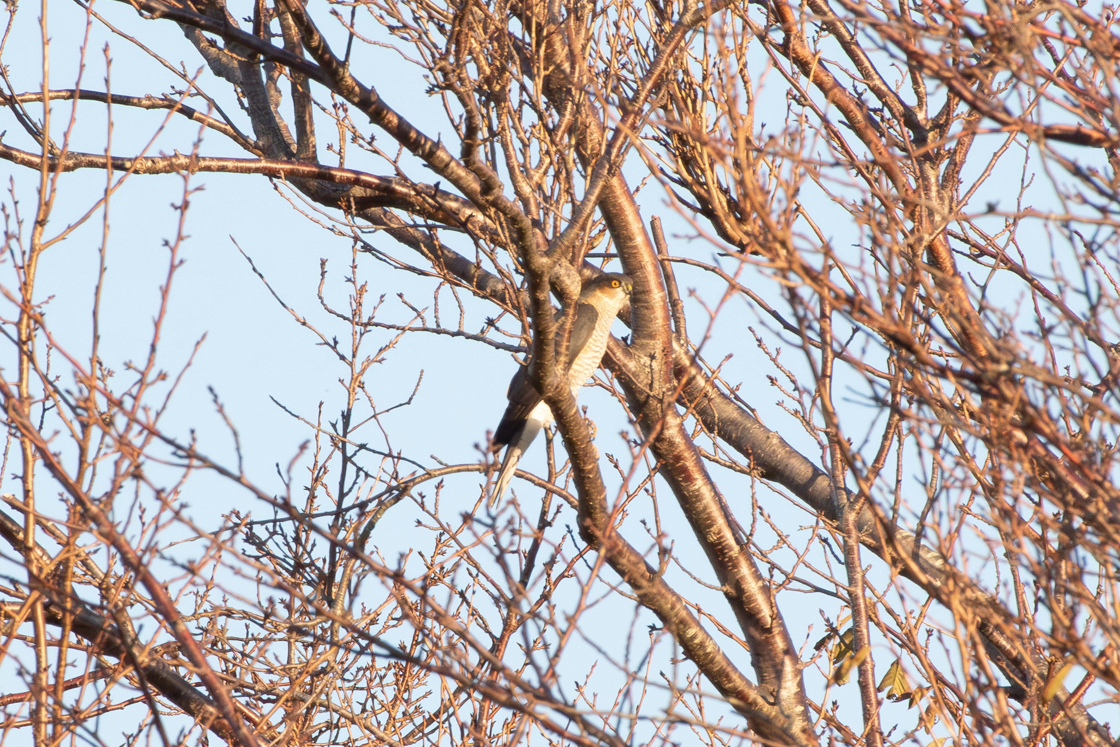 Un oiseau perché sur des branches d'arbres sèches sous un ciel clair