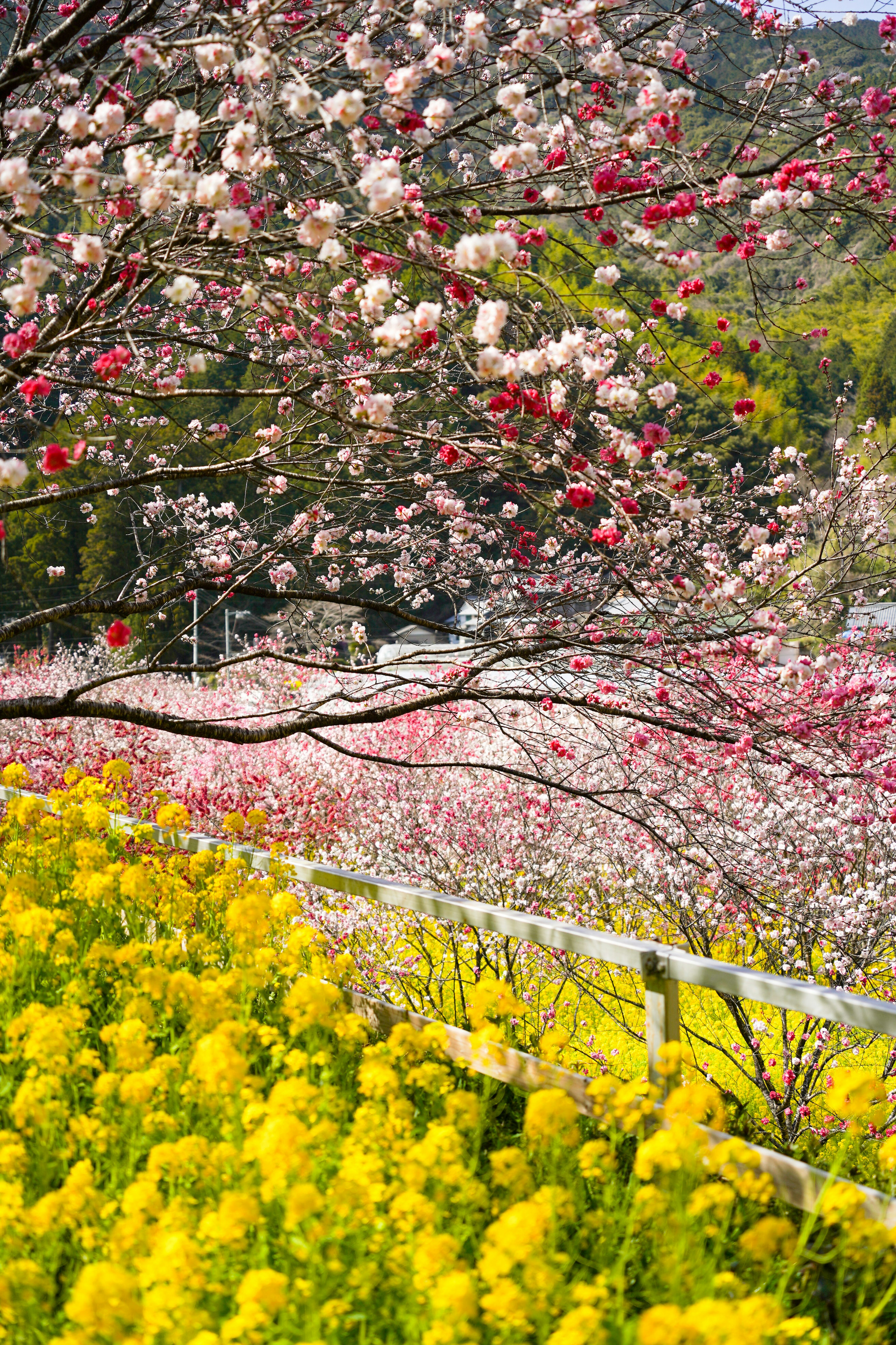 色とりどりの桜と菜の花が咲く風景