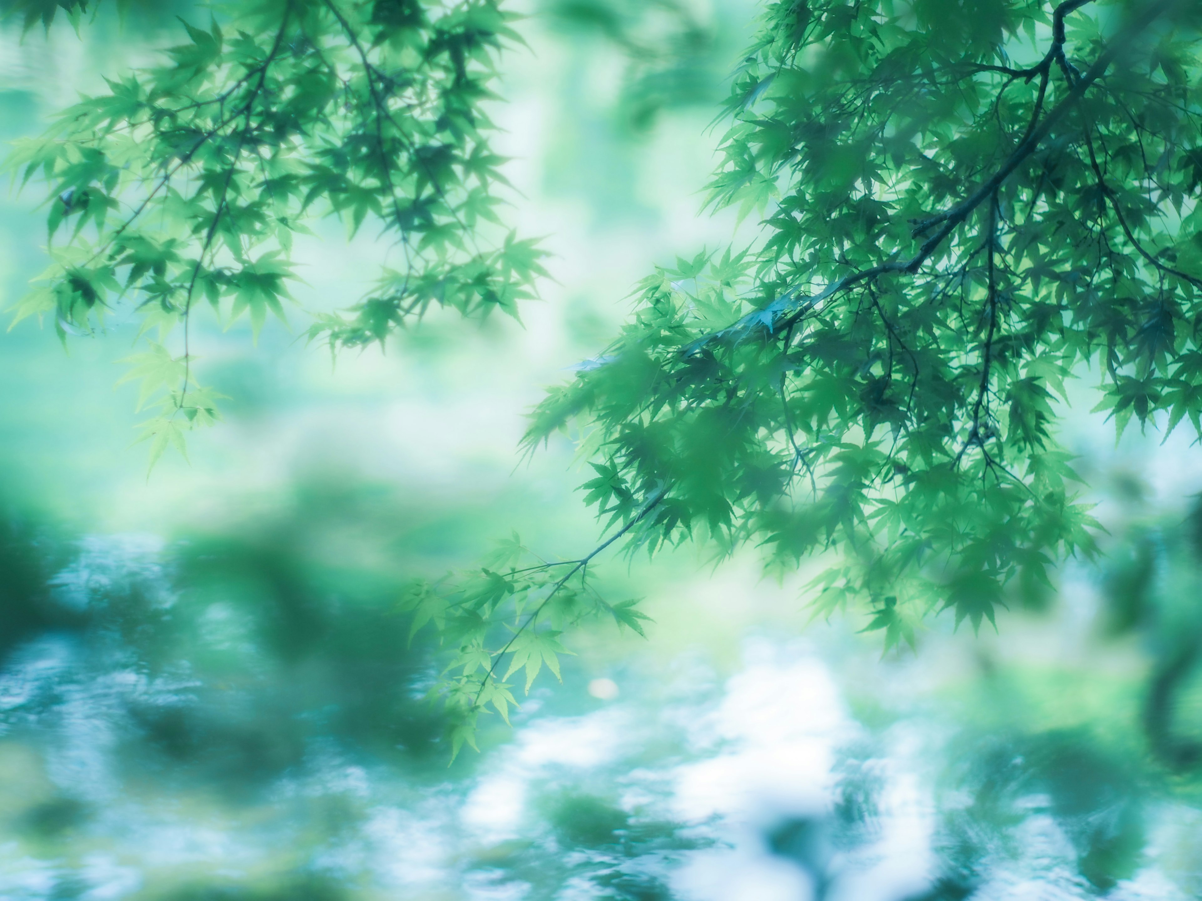 緑の葉が水面に反射する穏やかな風景