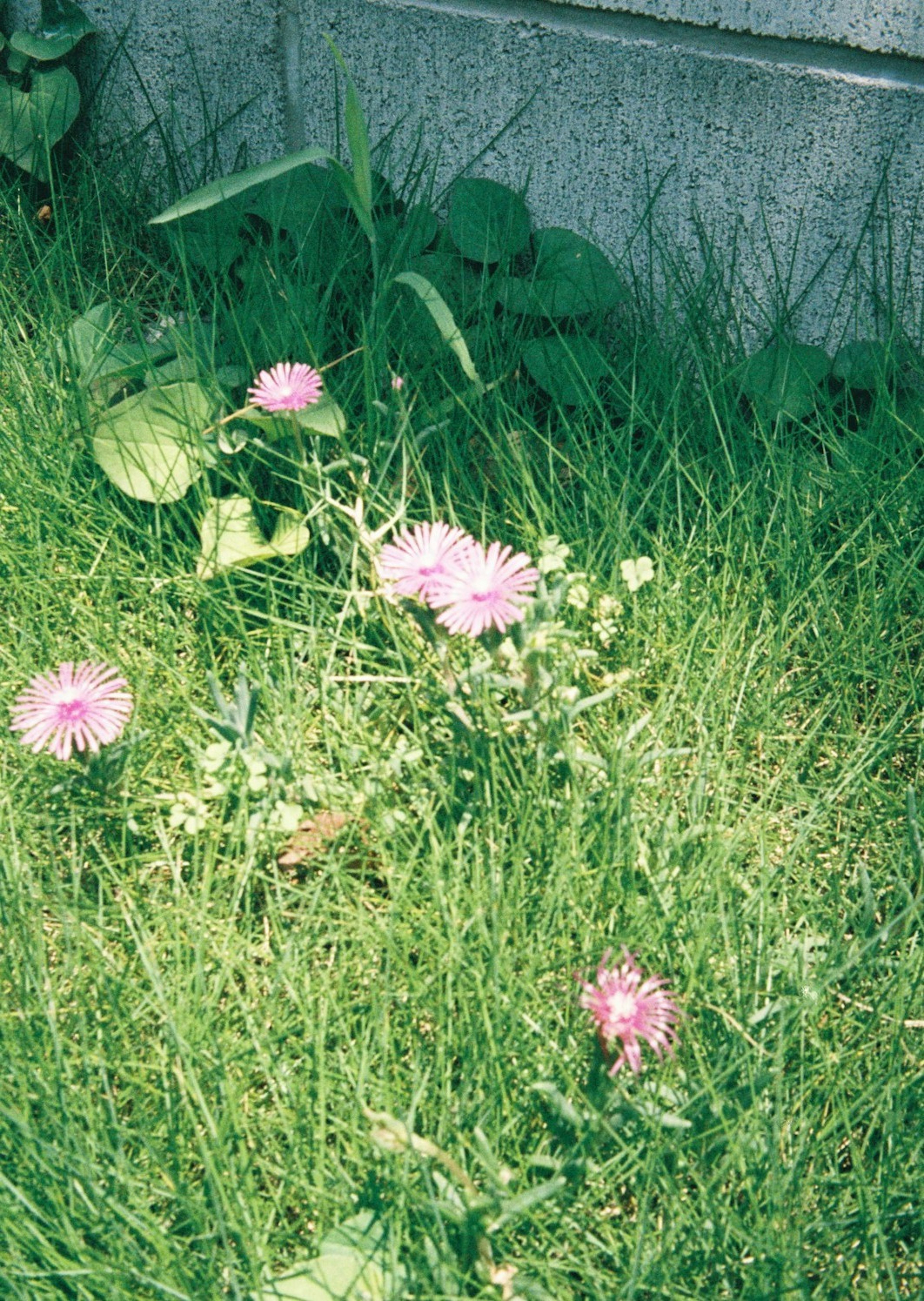 Fiori rosa che sbocciano tra l'erba verde e le foglie