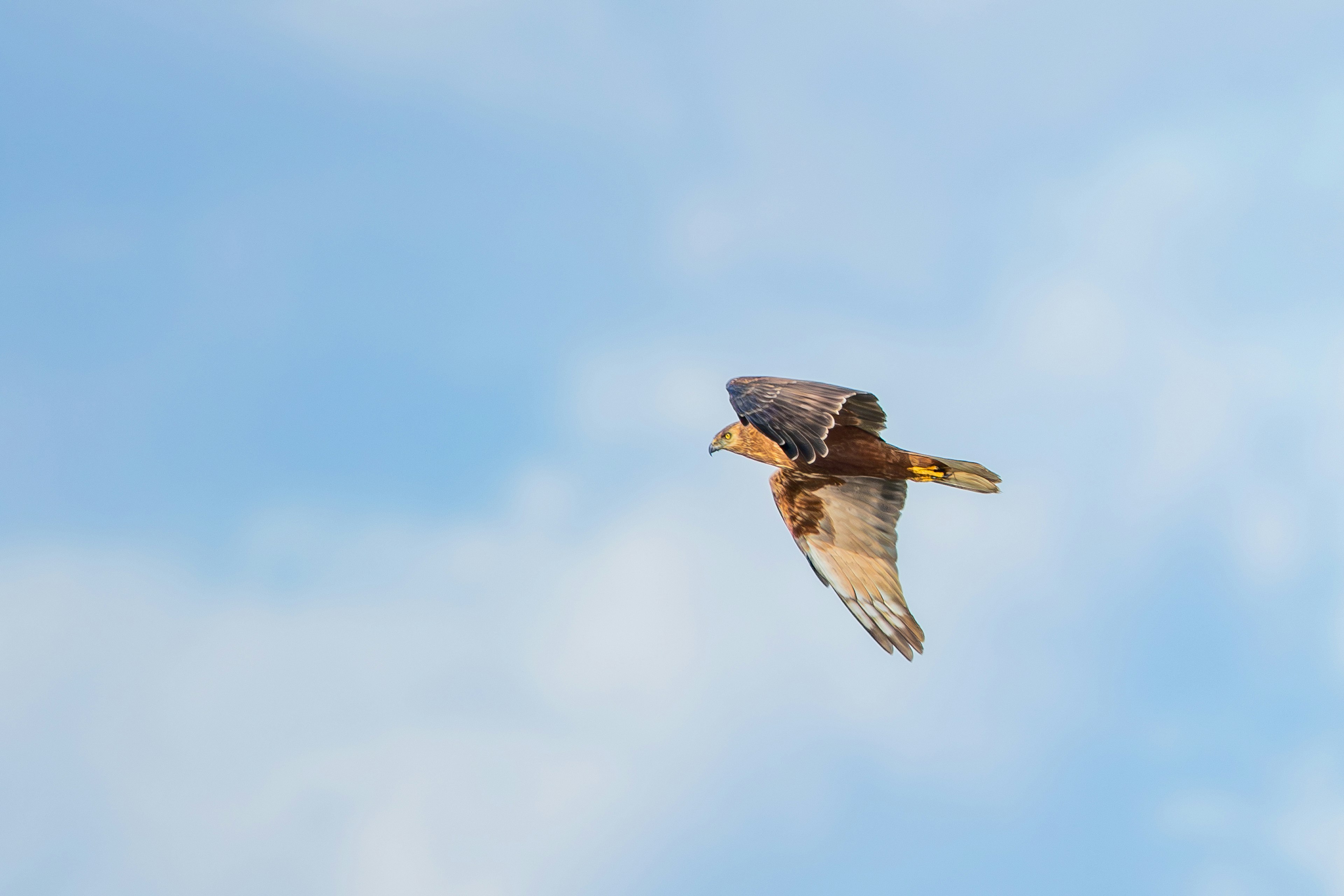 Bird of prey flying against the blue sky