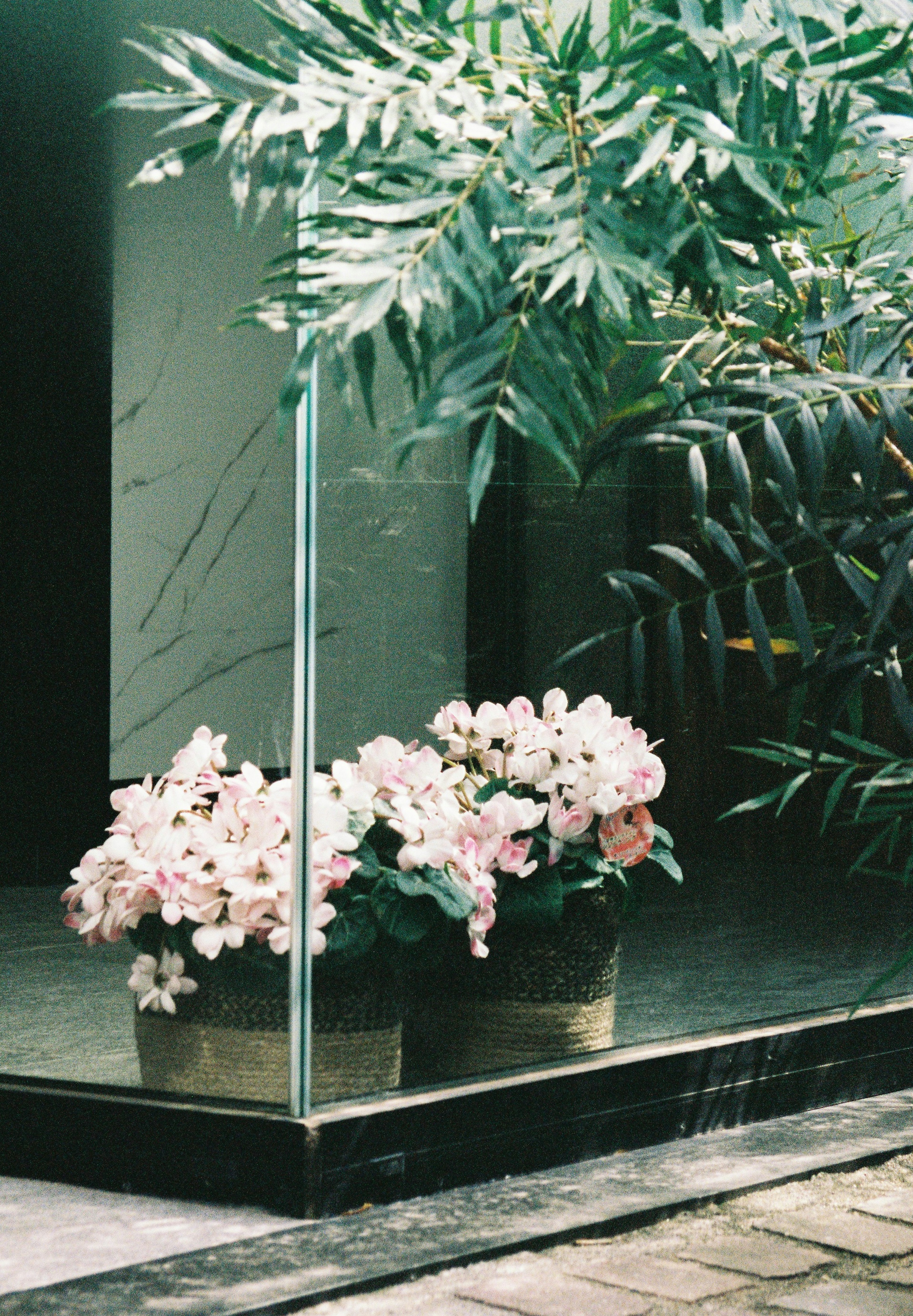 Pots de fleurs roses devant du verre avec des plantes vertes luxuriantes