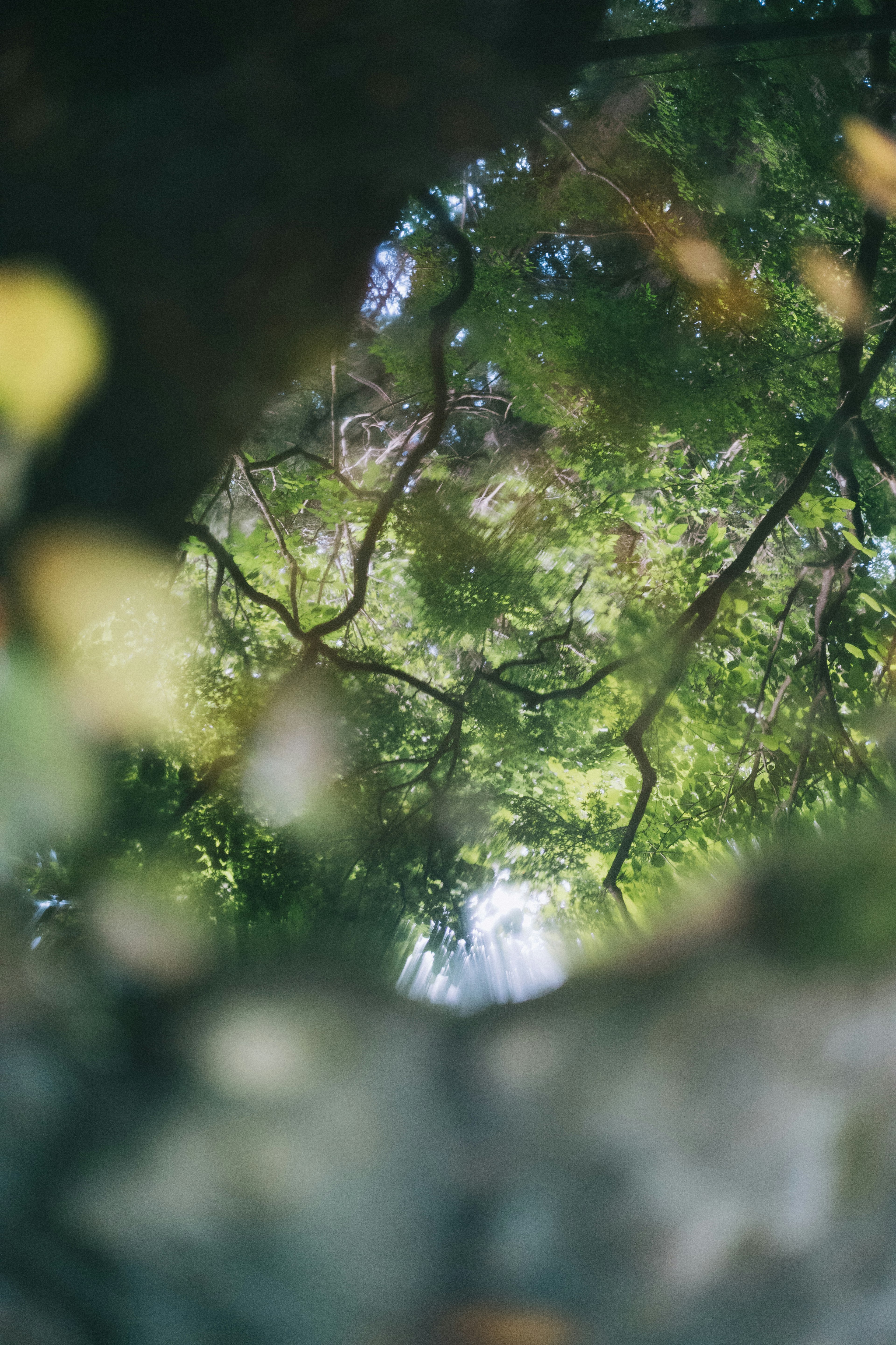 Hojas verdes y luz visibles a través de las ramas de los árboles