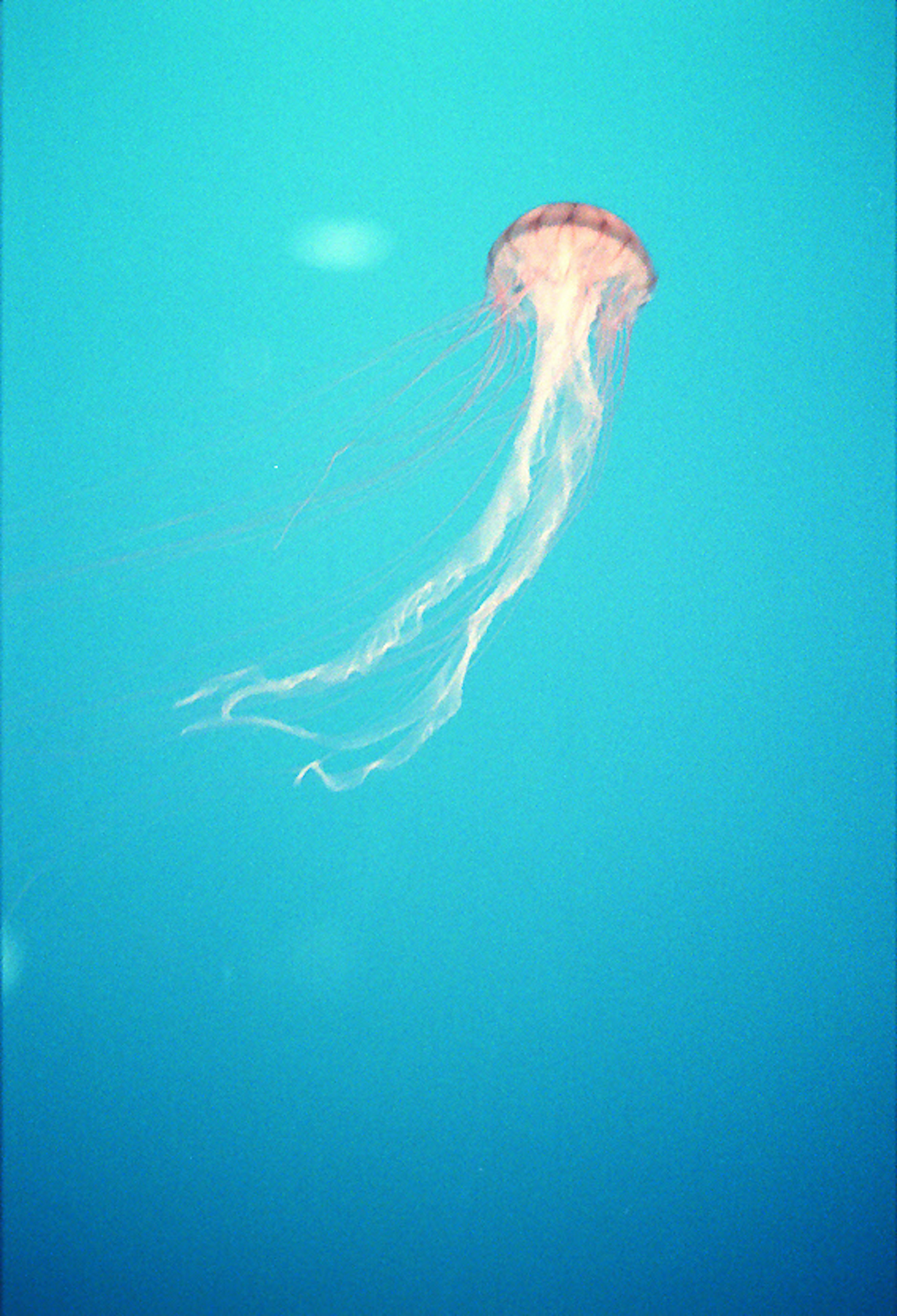 Jellyfish transparan dengan tentakel panjang mengambang di air biru