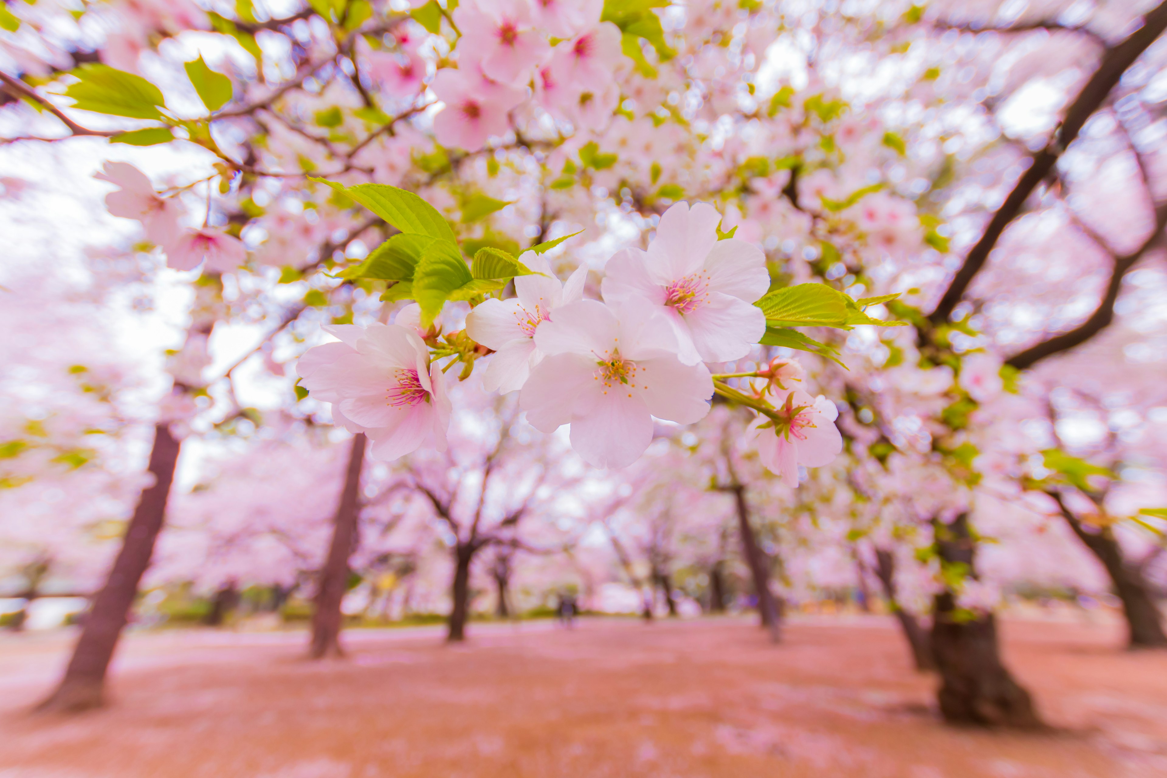 桜の花が咲いている風景で、柔らかいピンク色の花びらと緑の葉が特徴