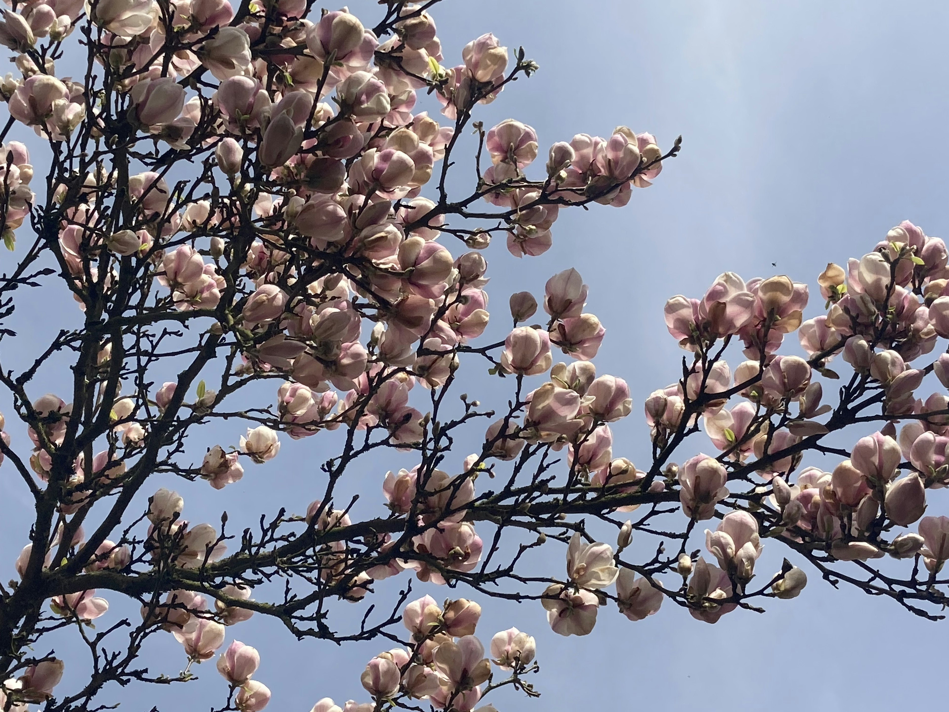 Cabang pohon dengan bunga pink di bawah langit biru