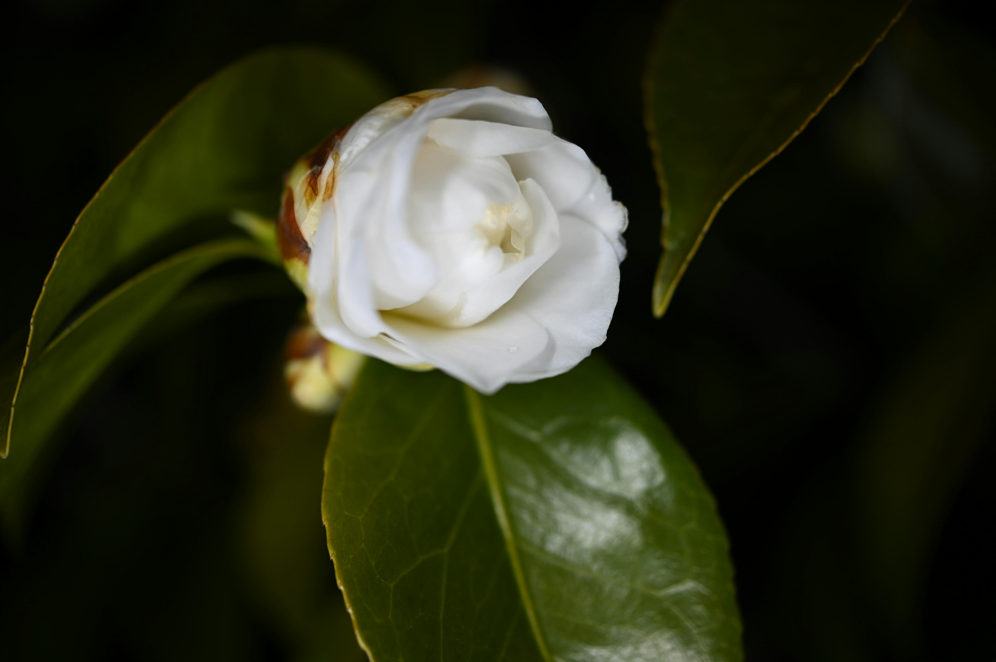 Un fiore bianco che sboccia su foglie verdi