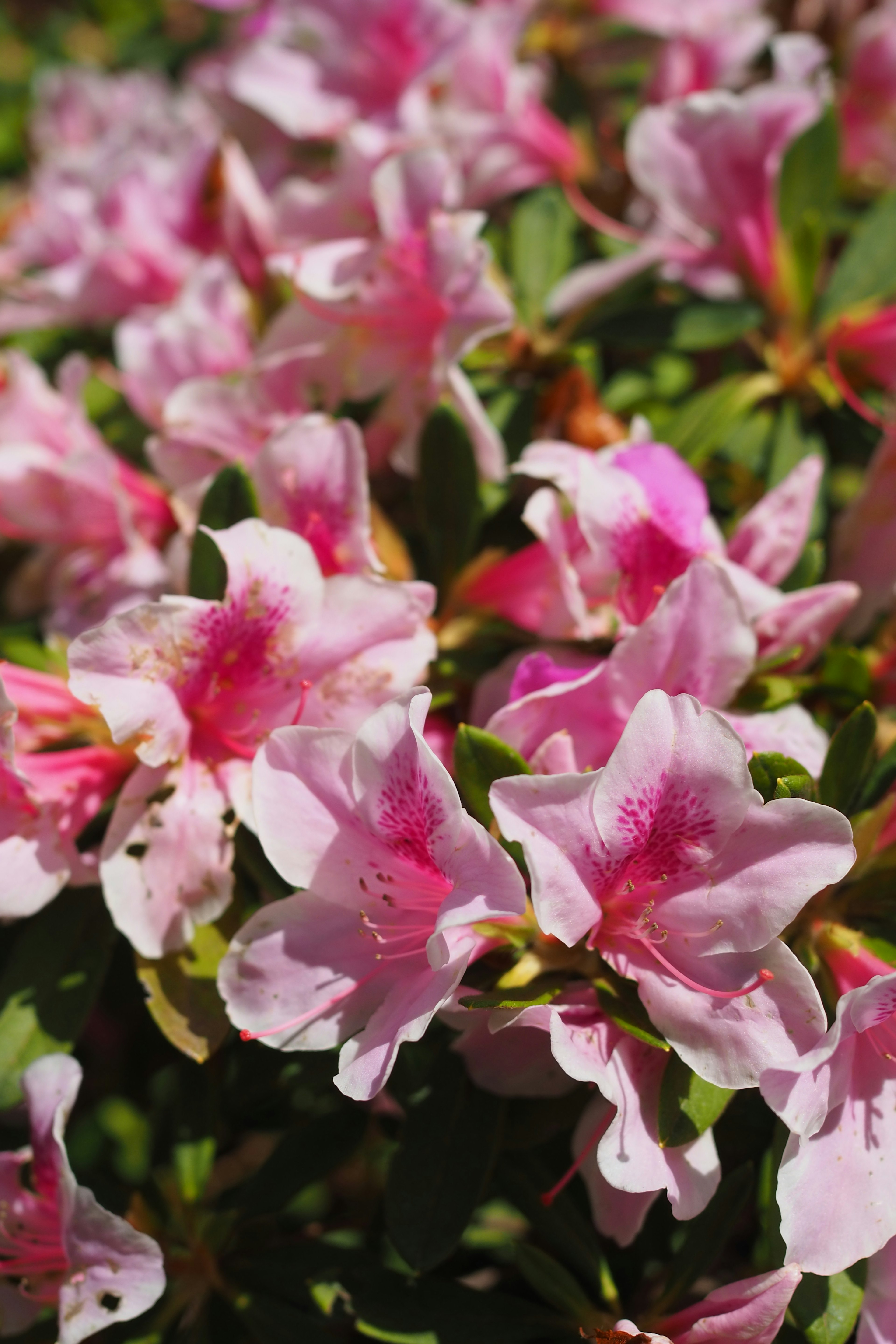 美しいピンク色のツツジの花が咲いているクローズアップの画像