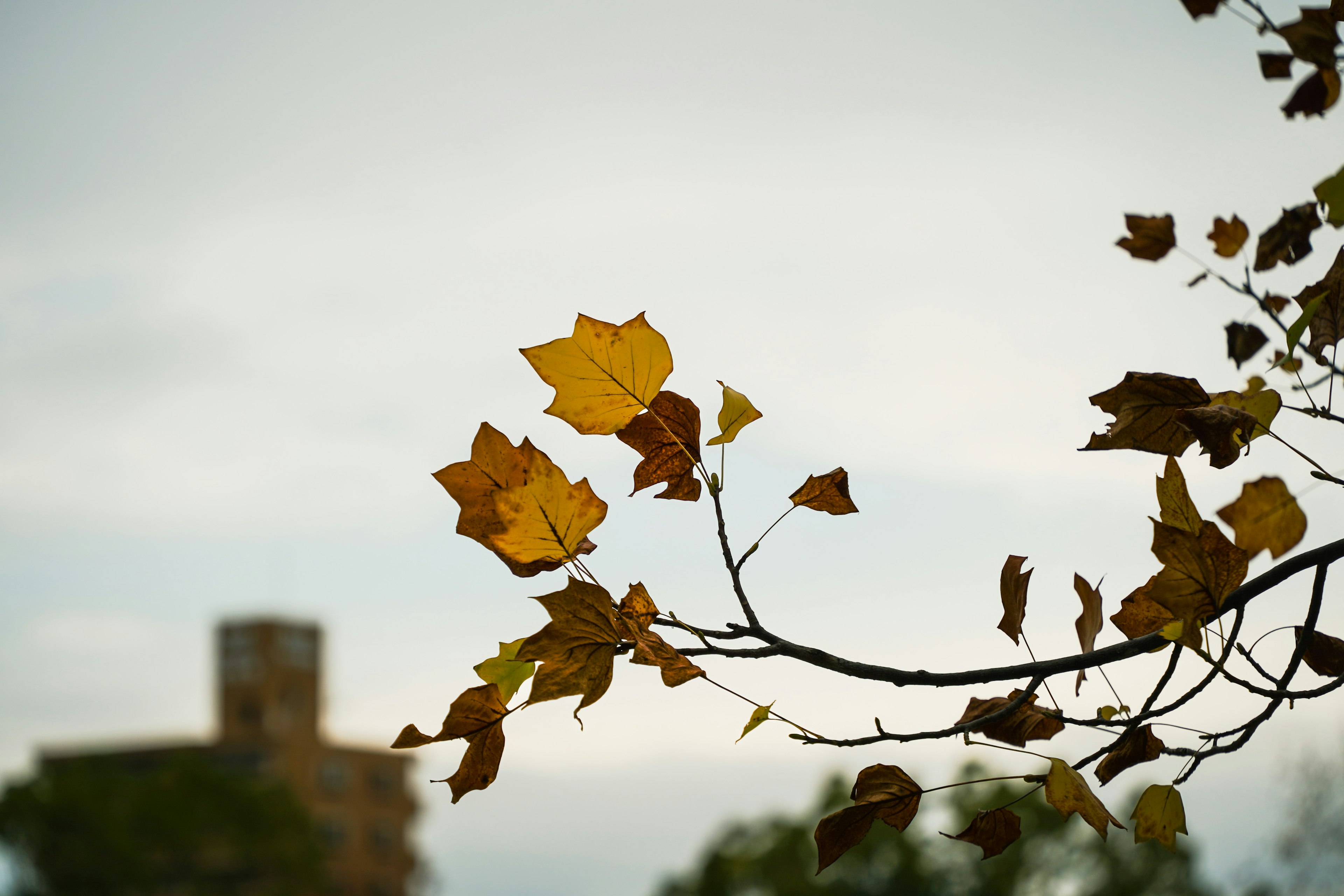 Herbstblätter, die sanft an einem Ast vor einem bewölkten Himmel schwingen