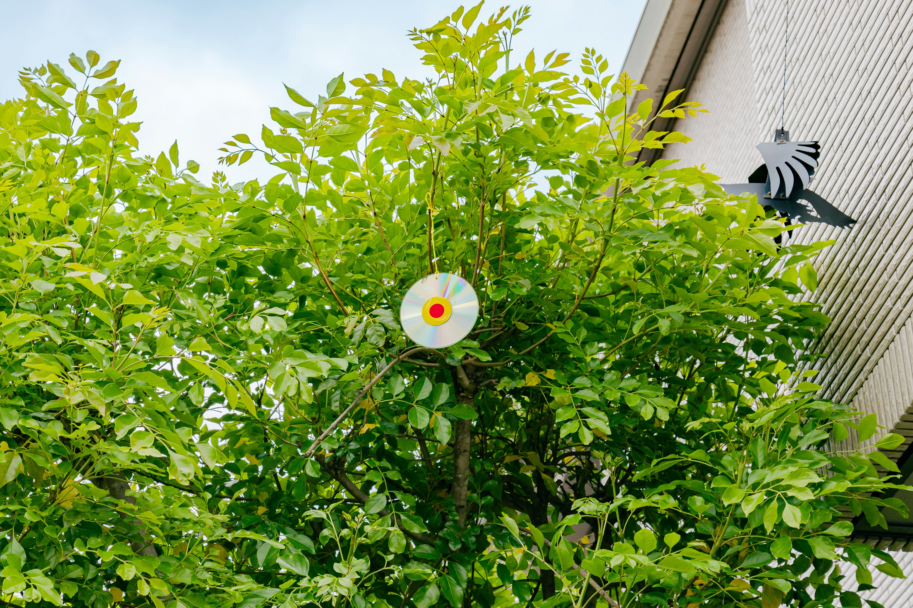 White circular ornament with orange center hanging among green leaves