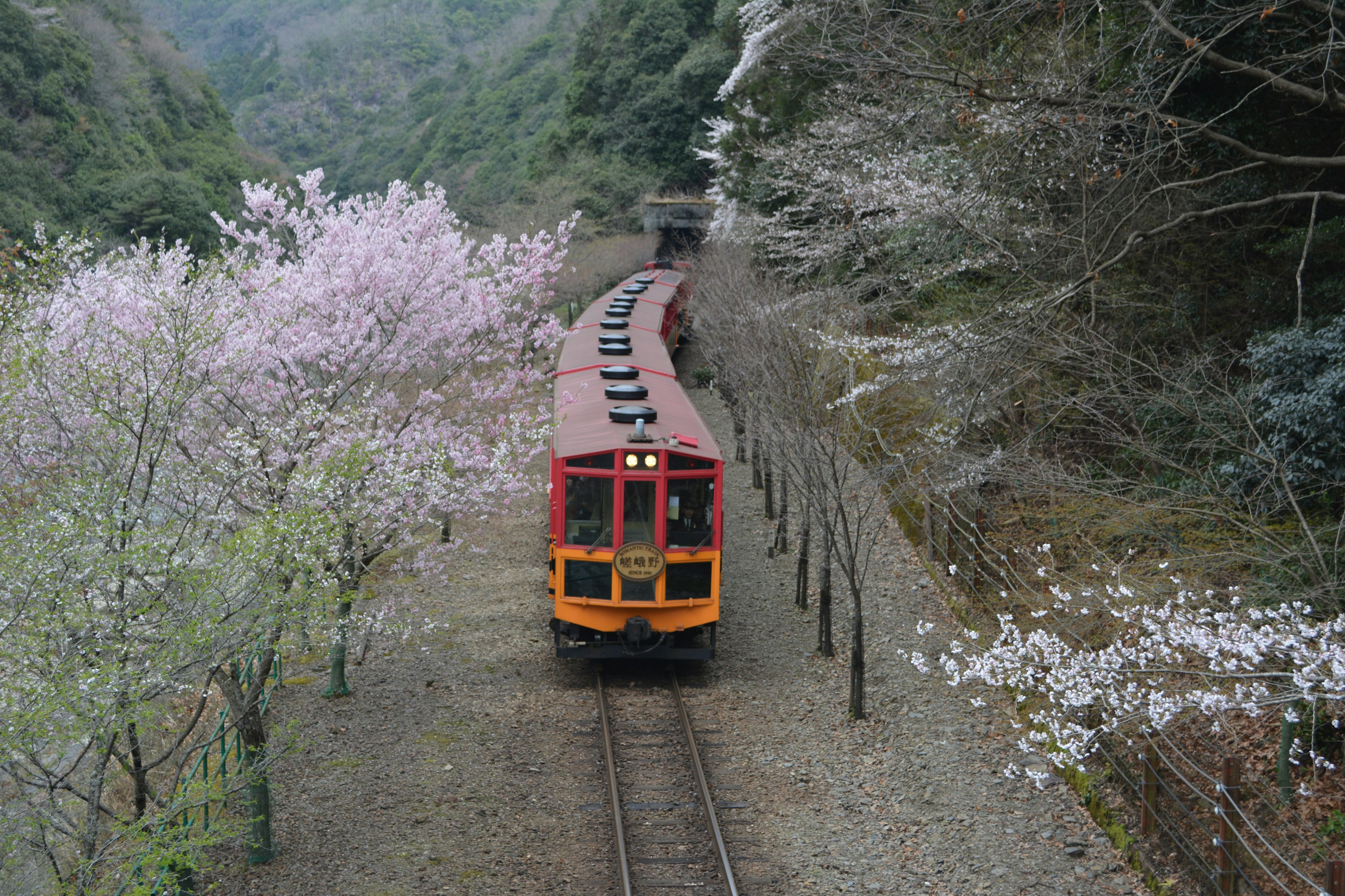 Un treno rosso che corre su binari curvi circondato da alberi di ciliegio in fiore