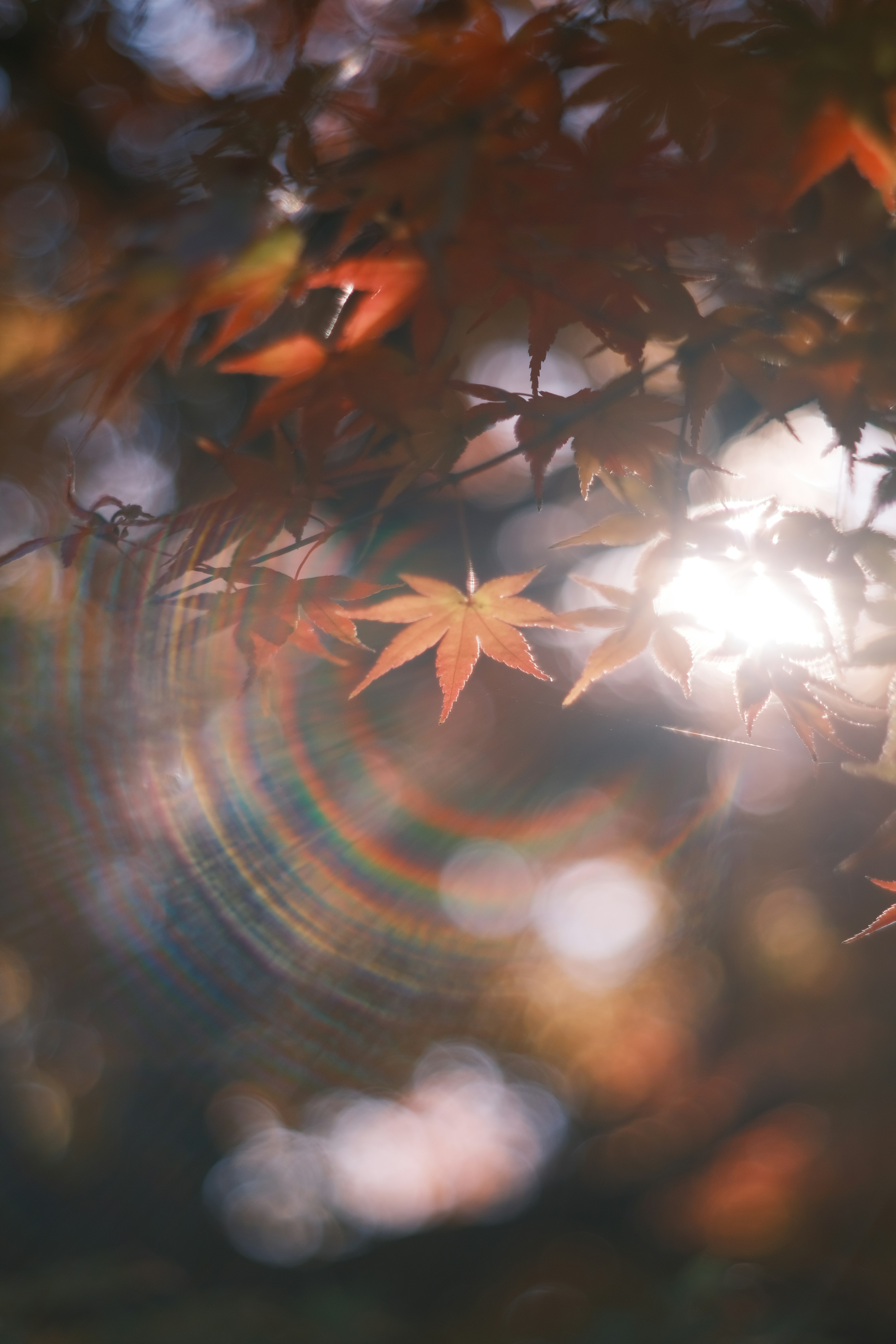 Luce sfocata che passa attraverso foglie di acero rosse