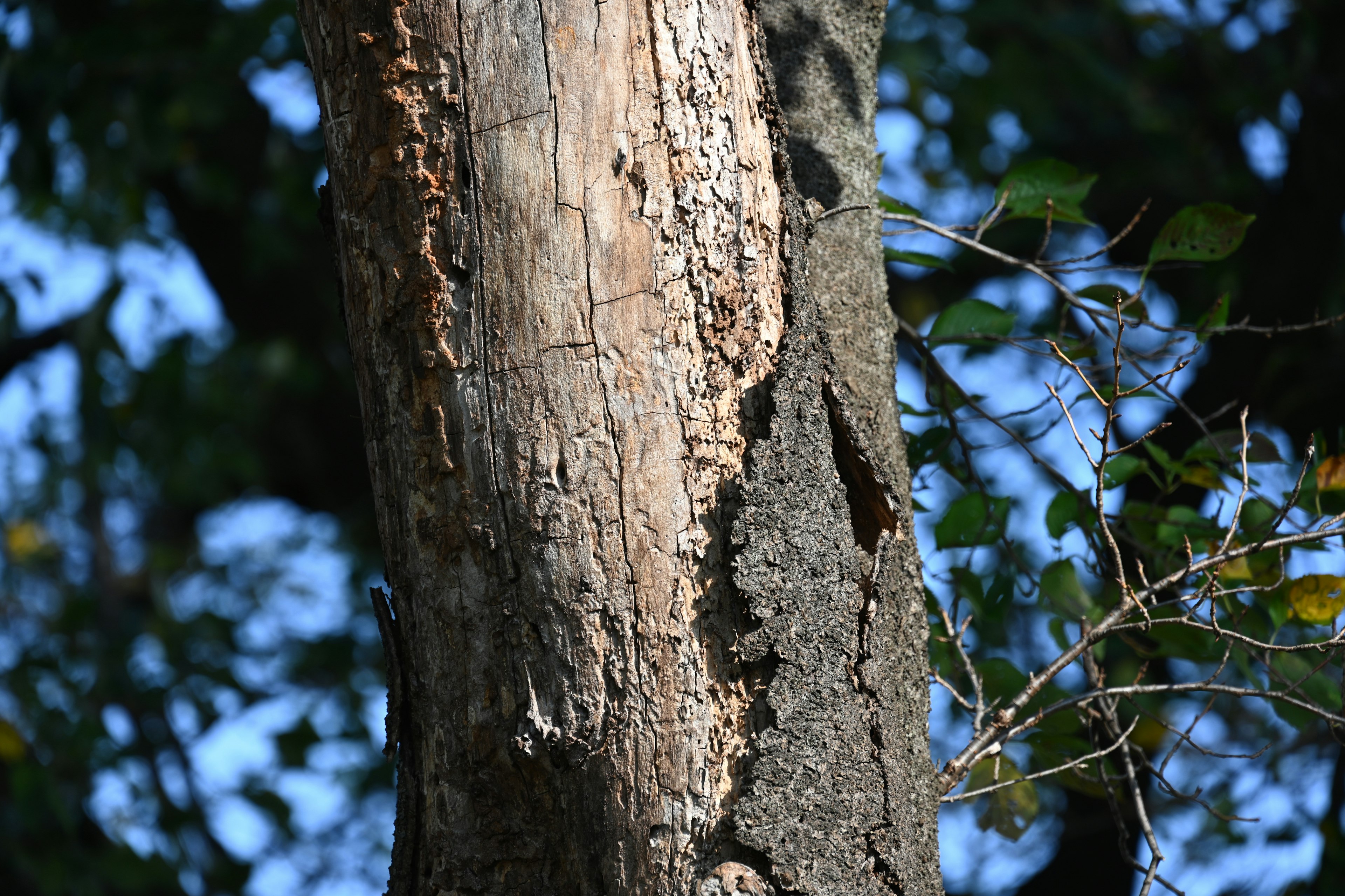 Close-up of a tree trunk showcasing unique bark texture and colors