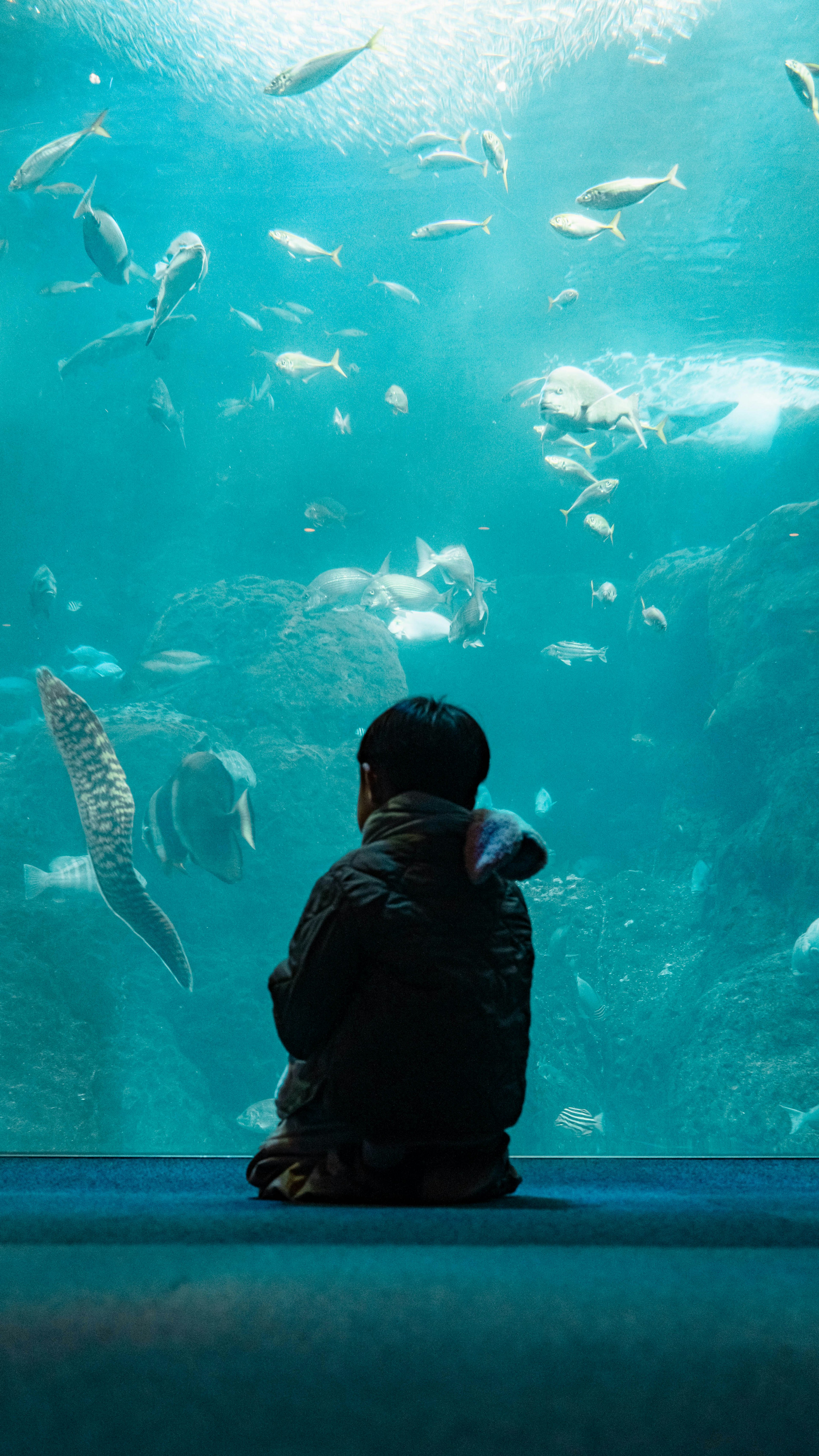 水族館で魚を見つめる子供の後ろ姿