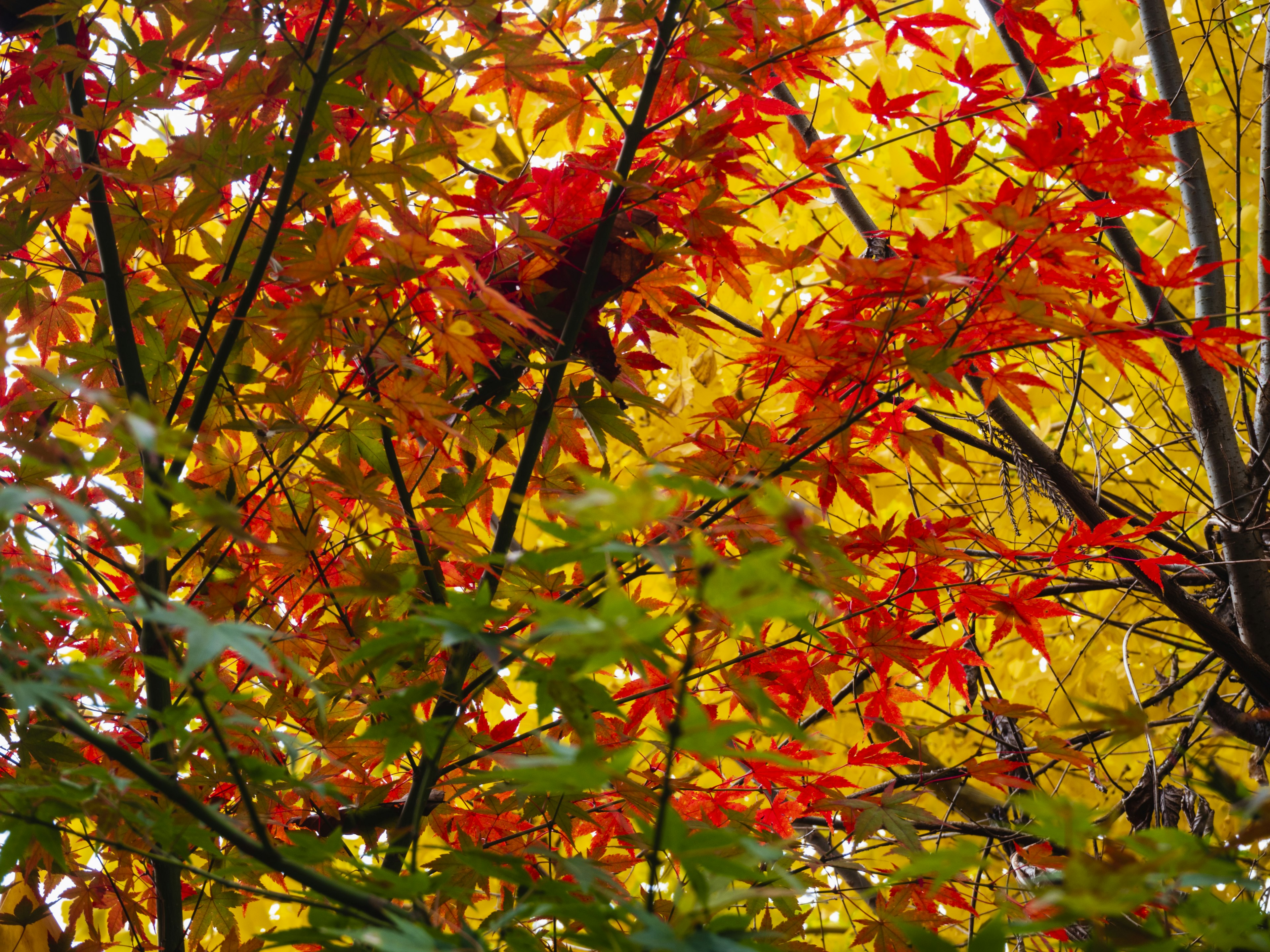 Un paisaje hermoso con una mezcla de hojas de otoño rojas y amarillas