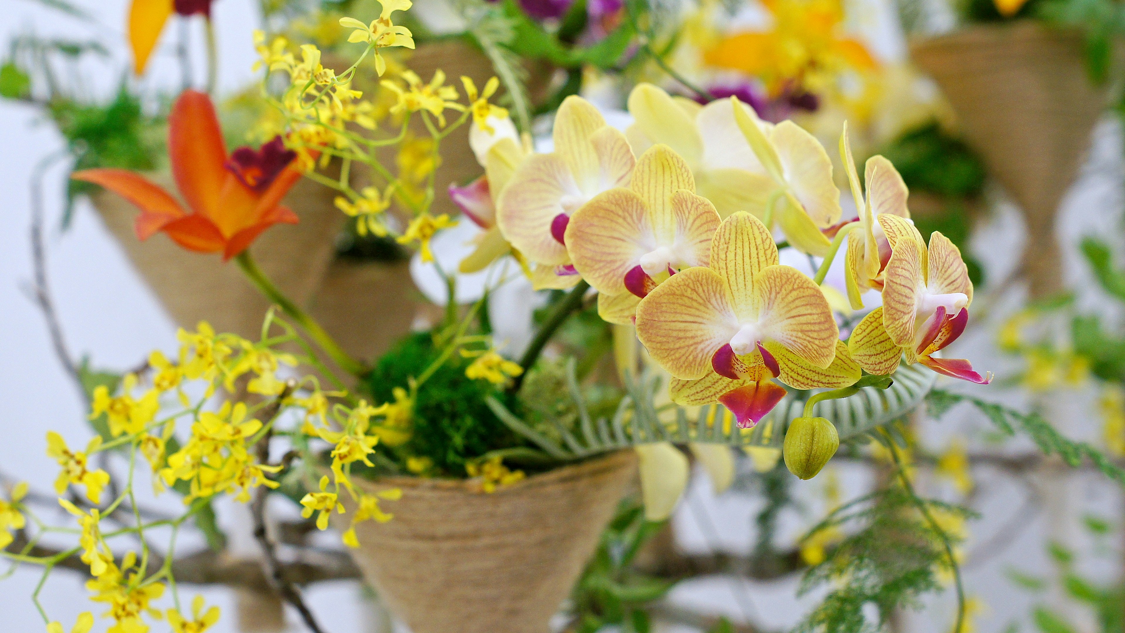 Schöne Anordnung von bunten Blumen einschließlich gelber Orchideen und lebhaften Akzenten