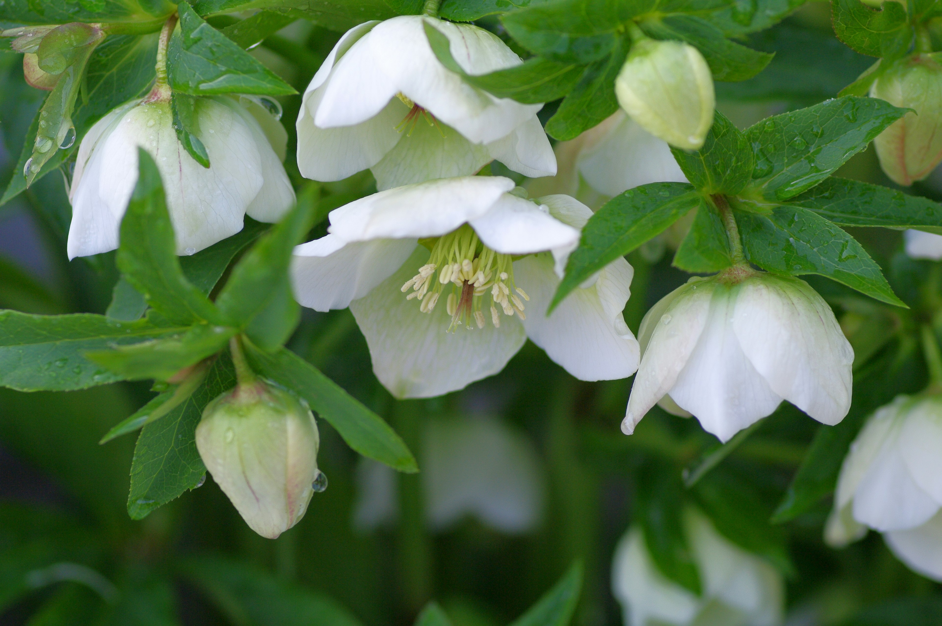 Primer plano de flores blancas con hojas verdes