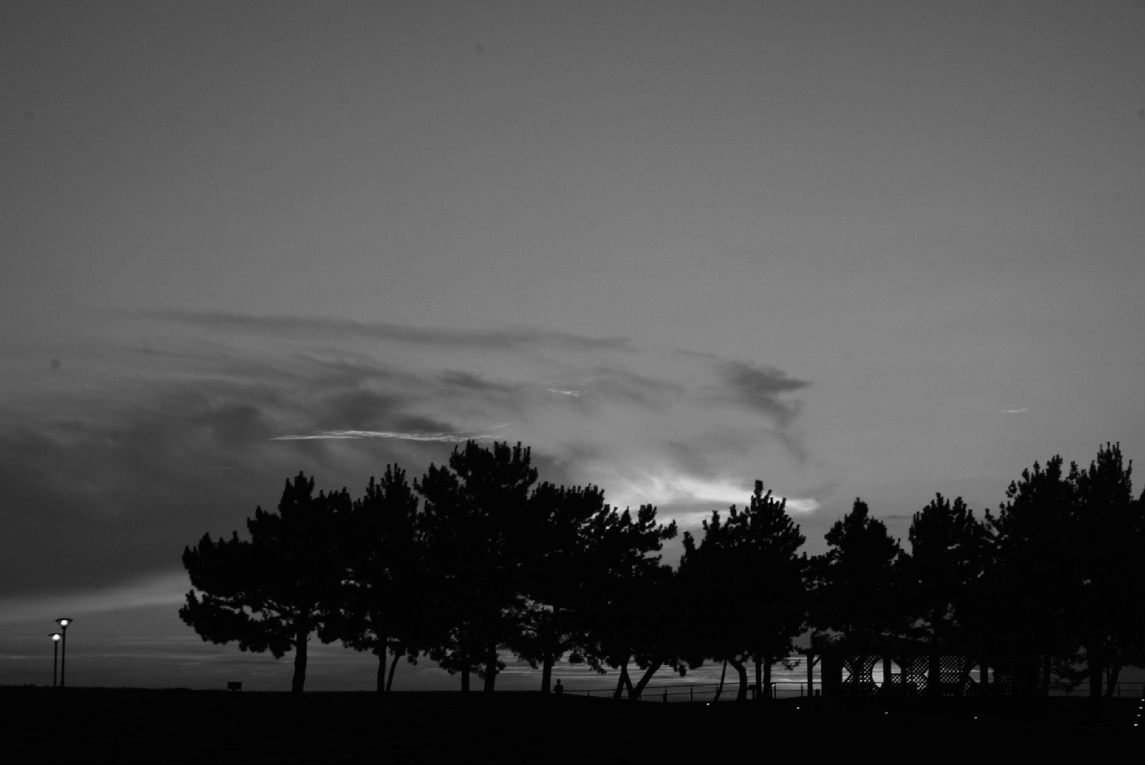 Silhouetted trees against a serene sky in black and white