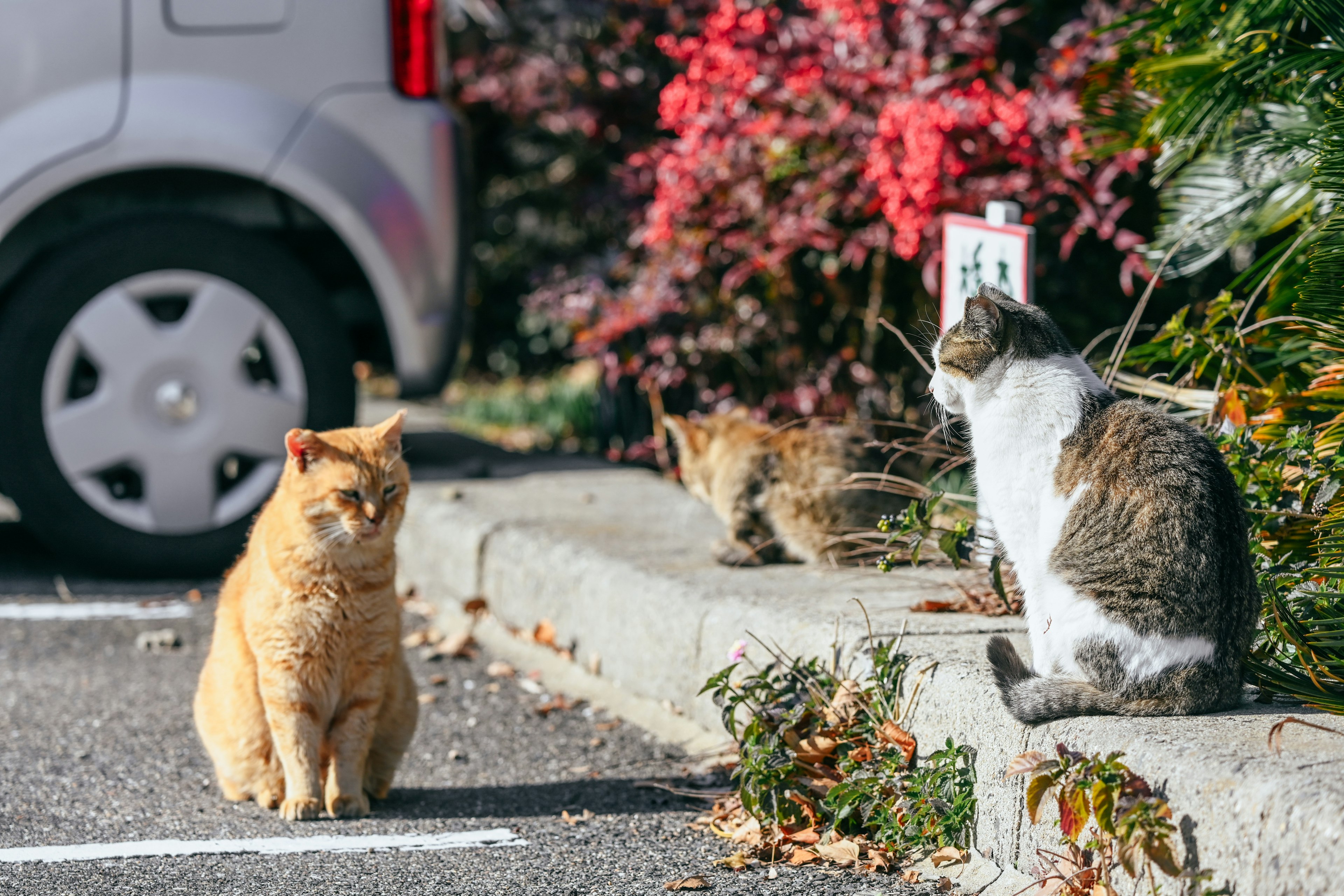 Tiga kucing duduk di dekat tempat parkir dengan tanaman berwarna-warni di latar belakang