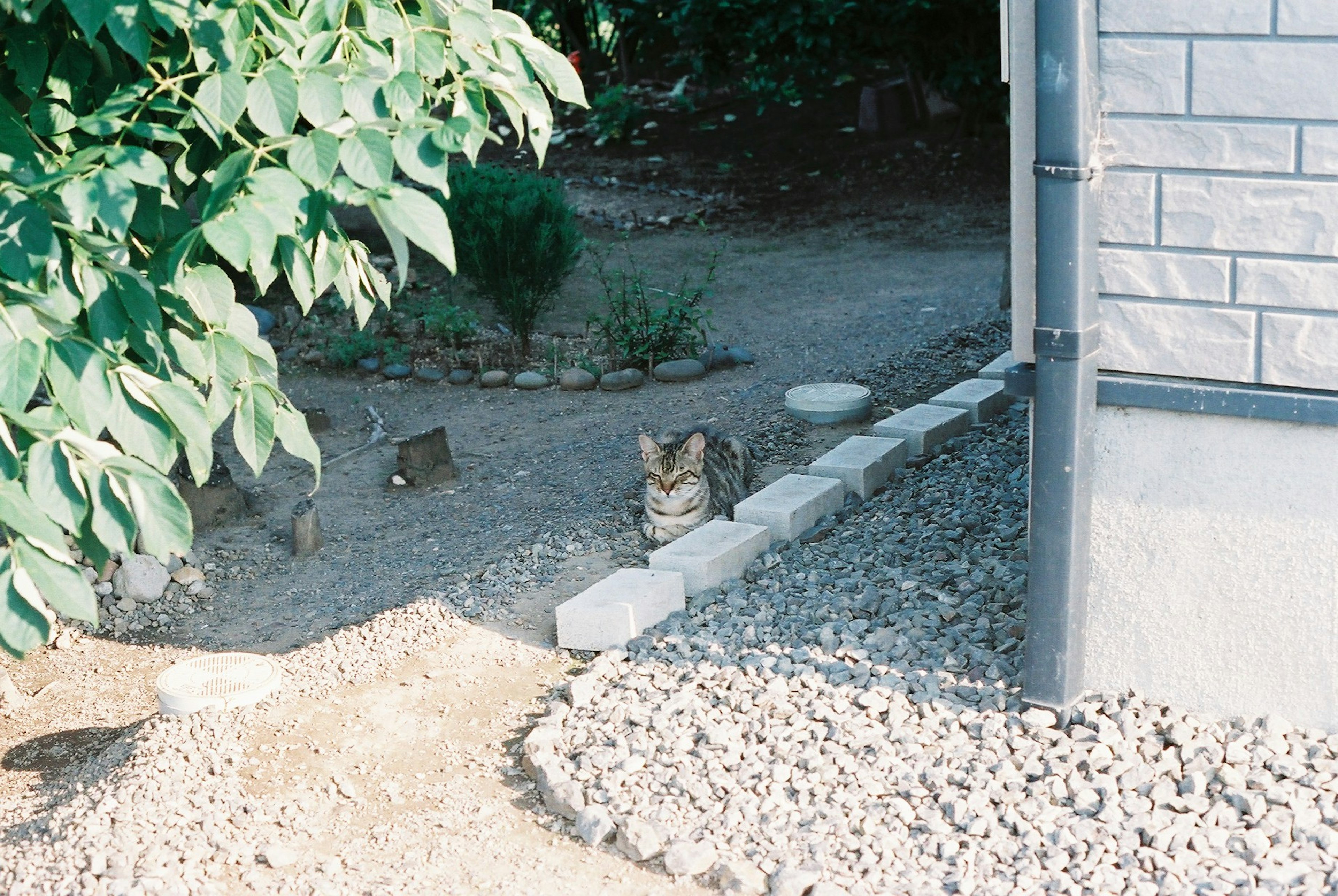 Cat sitting on stones in a garden with surrounding greenery