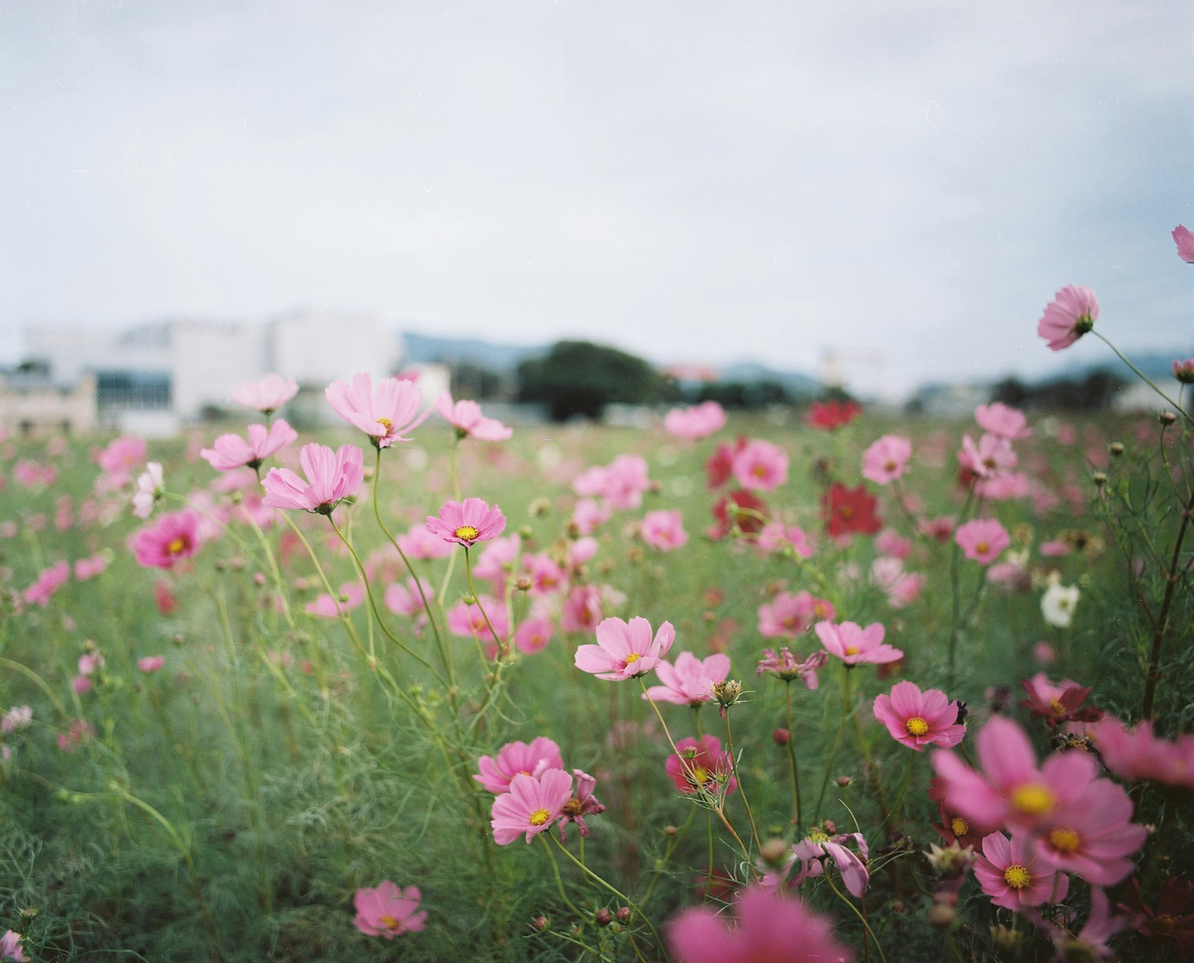 Un large champ de fleurs roses en fleurs sous un ciel nuageux